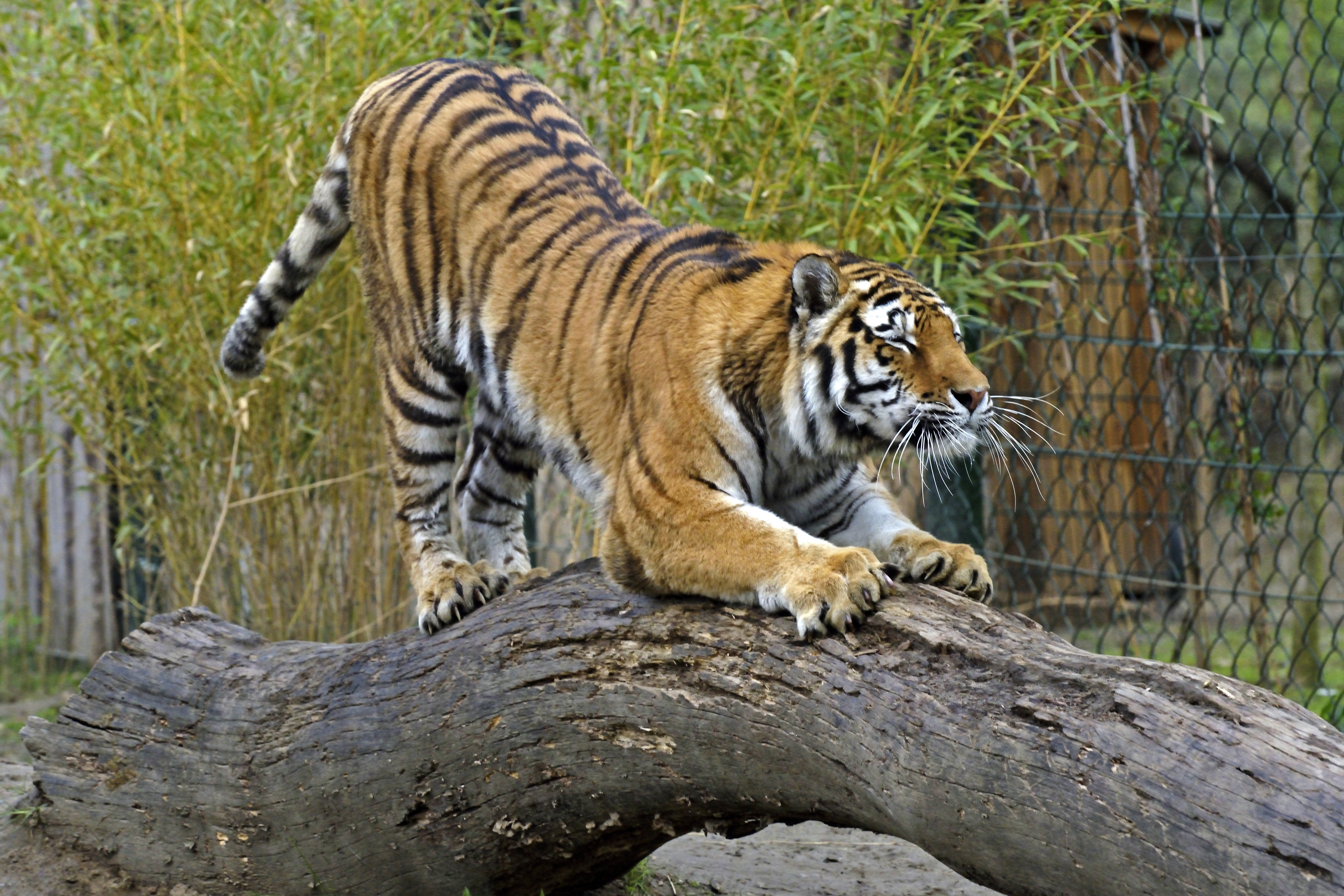 Immagini Tigri tronco di albero animale 6024x4016 tigre panthera tigris Tronco d'albero Animali