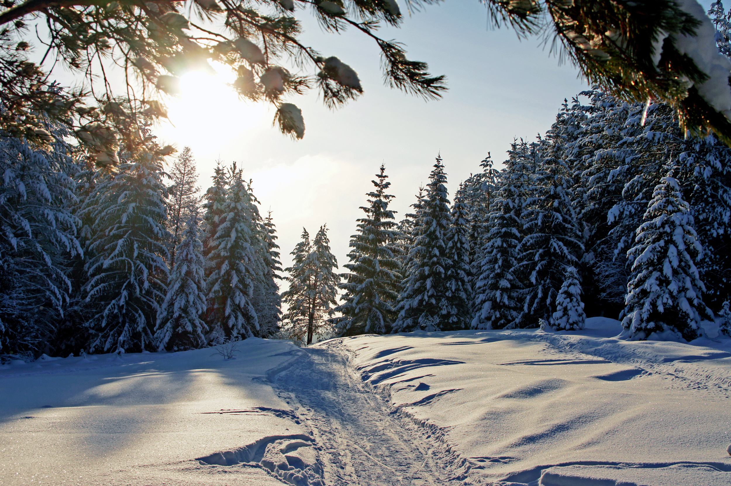 Зимние картинки. Зимний лес. Зимой в лесу. Лес в снегу. Снежный лес.