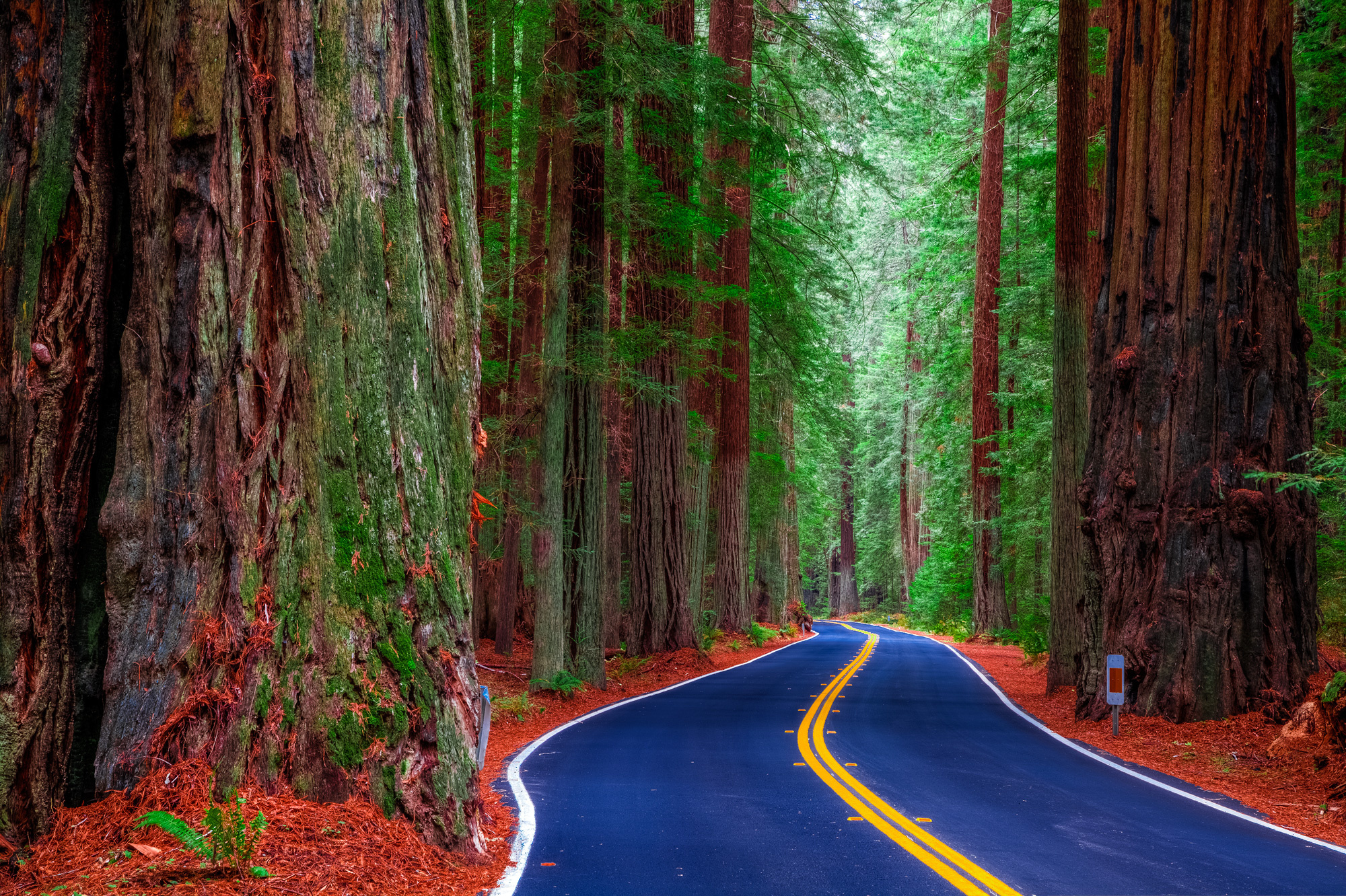 Дорога в красивом лесу. Лес Редвуд штат Калифорния. Парк Редвуд Калифорния. Национальный парк Редвуд штат Калифорния. Парк Секвойя Калифорния.