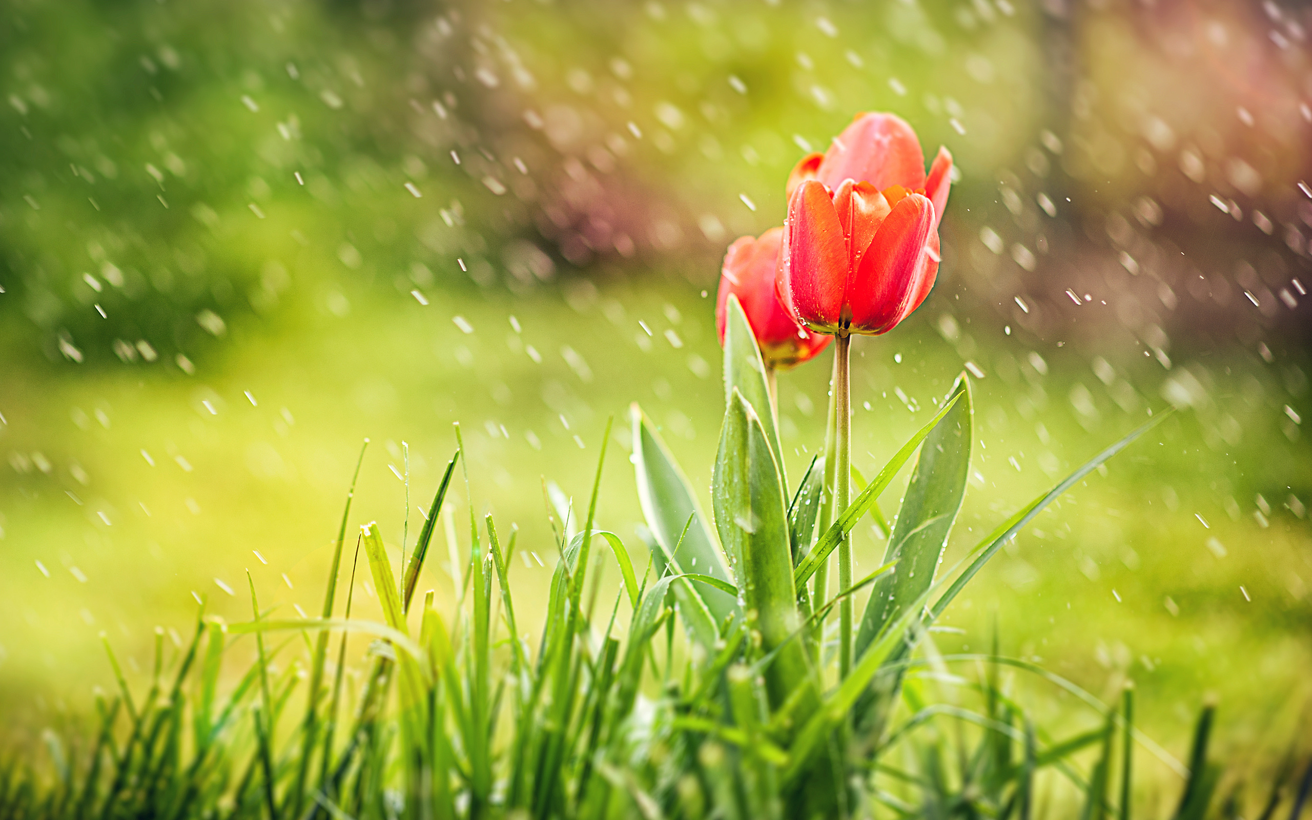 Photo Tulips Flowers Water splash Grass 2560x1600