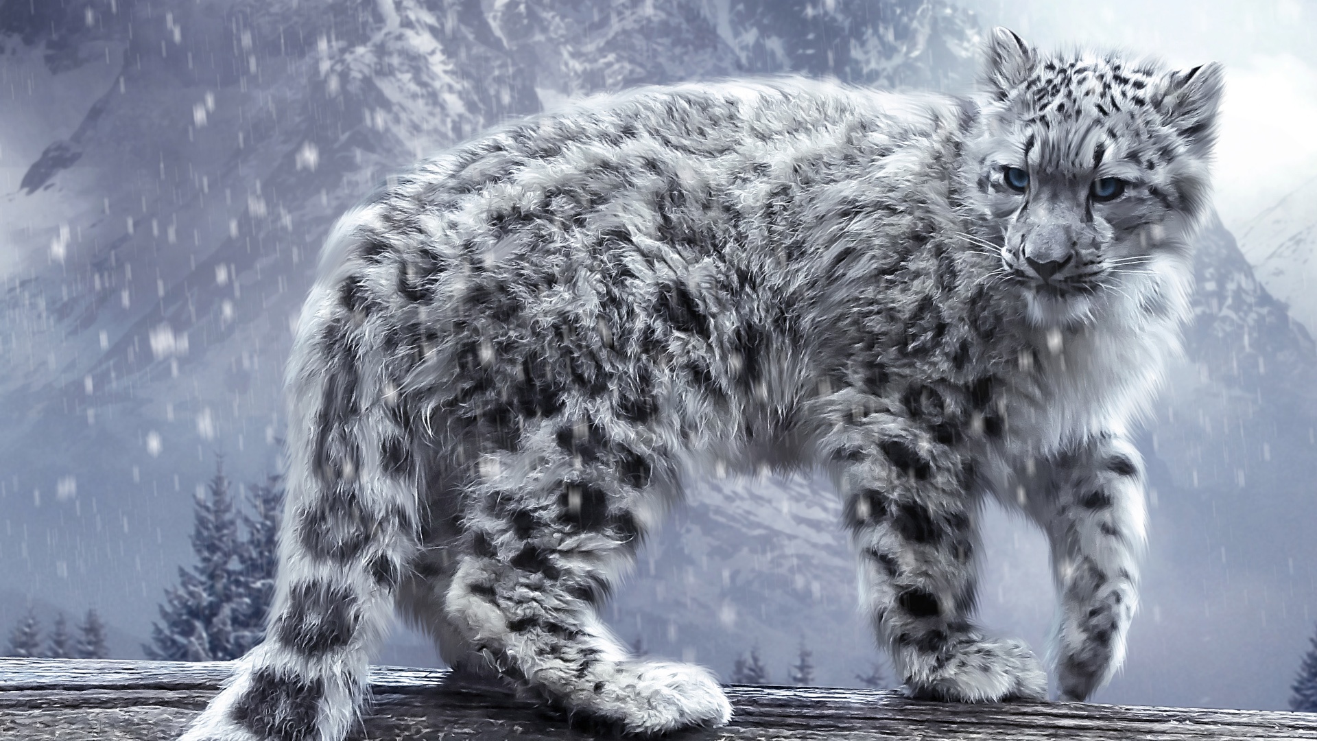 The Grey Eyed Leopard - snow leopard, animals, big cats, felines