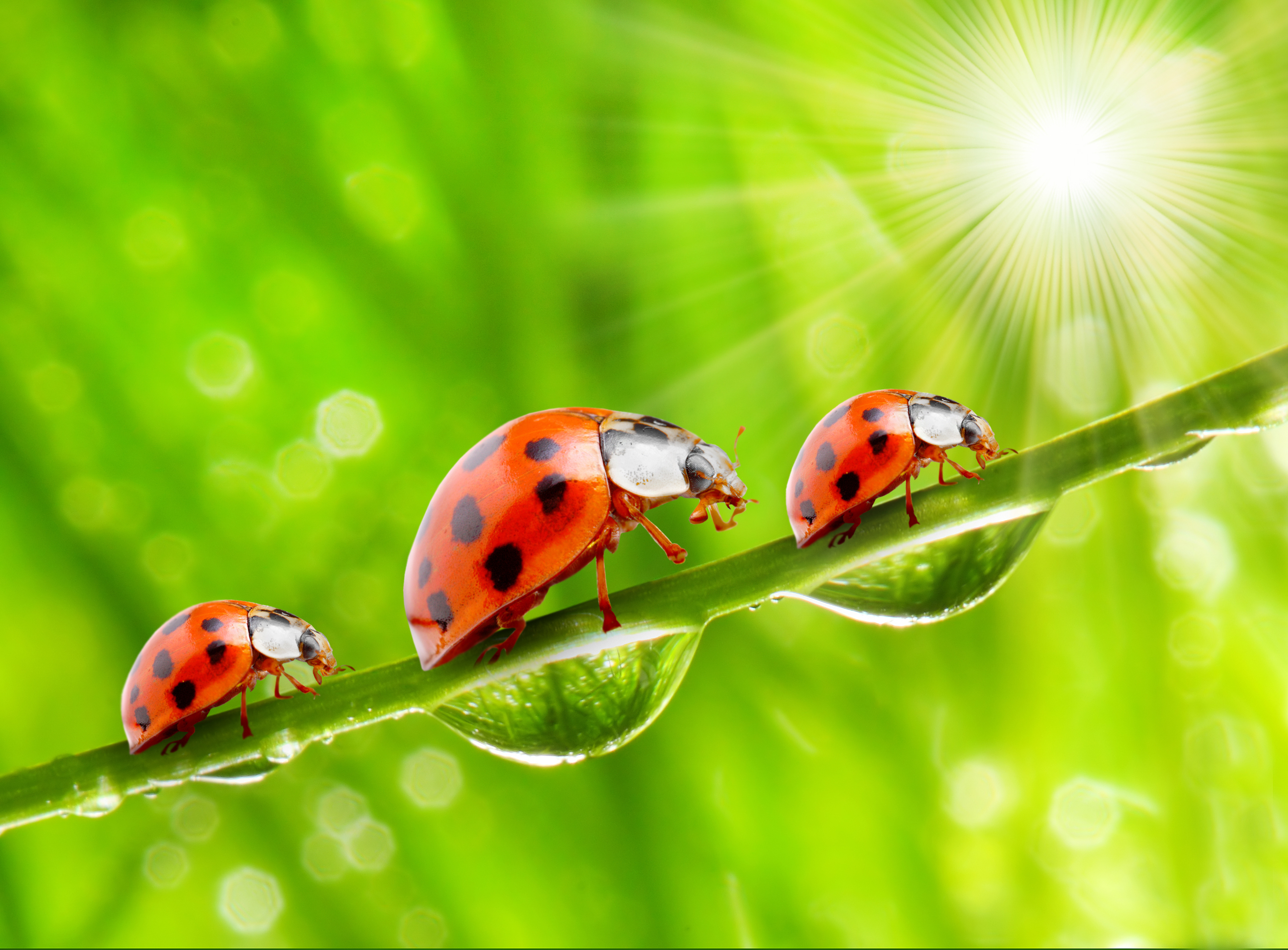 Wallpaper Rays of light Coccinellidae Drops Three 3 animal Closeup 5100x3762 Ladybird Ladybugs Lady beetle Animals