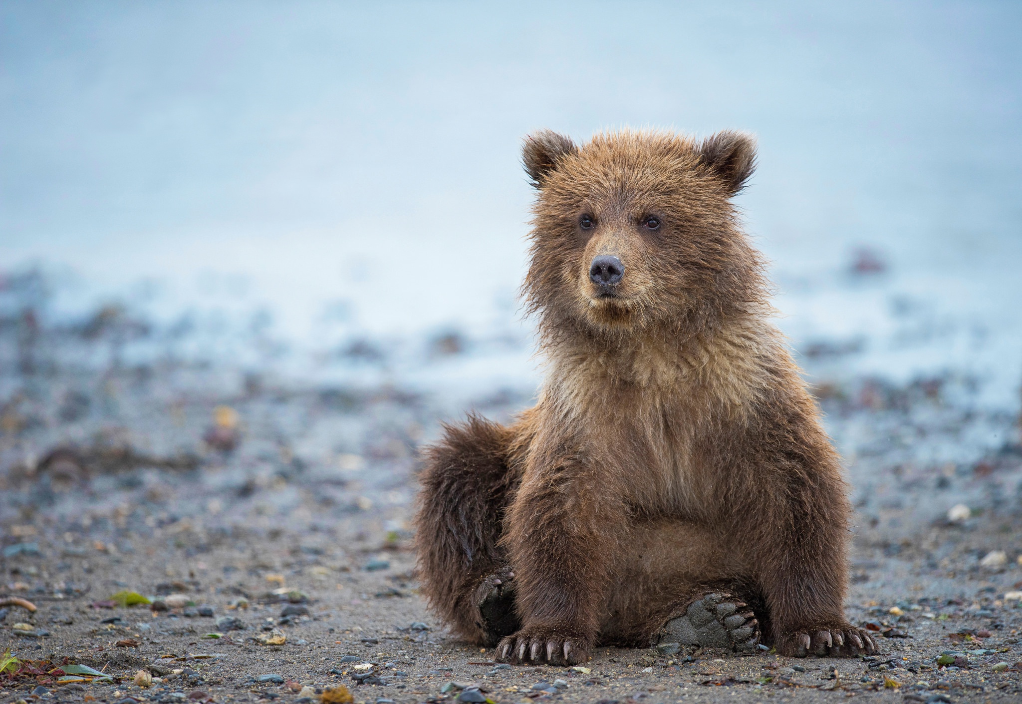 Ve bear. Гризли североамериканский бурый медведь. Медведь Гризли маленький. Милый медведь. Маленький Медвежонок.