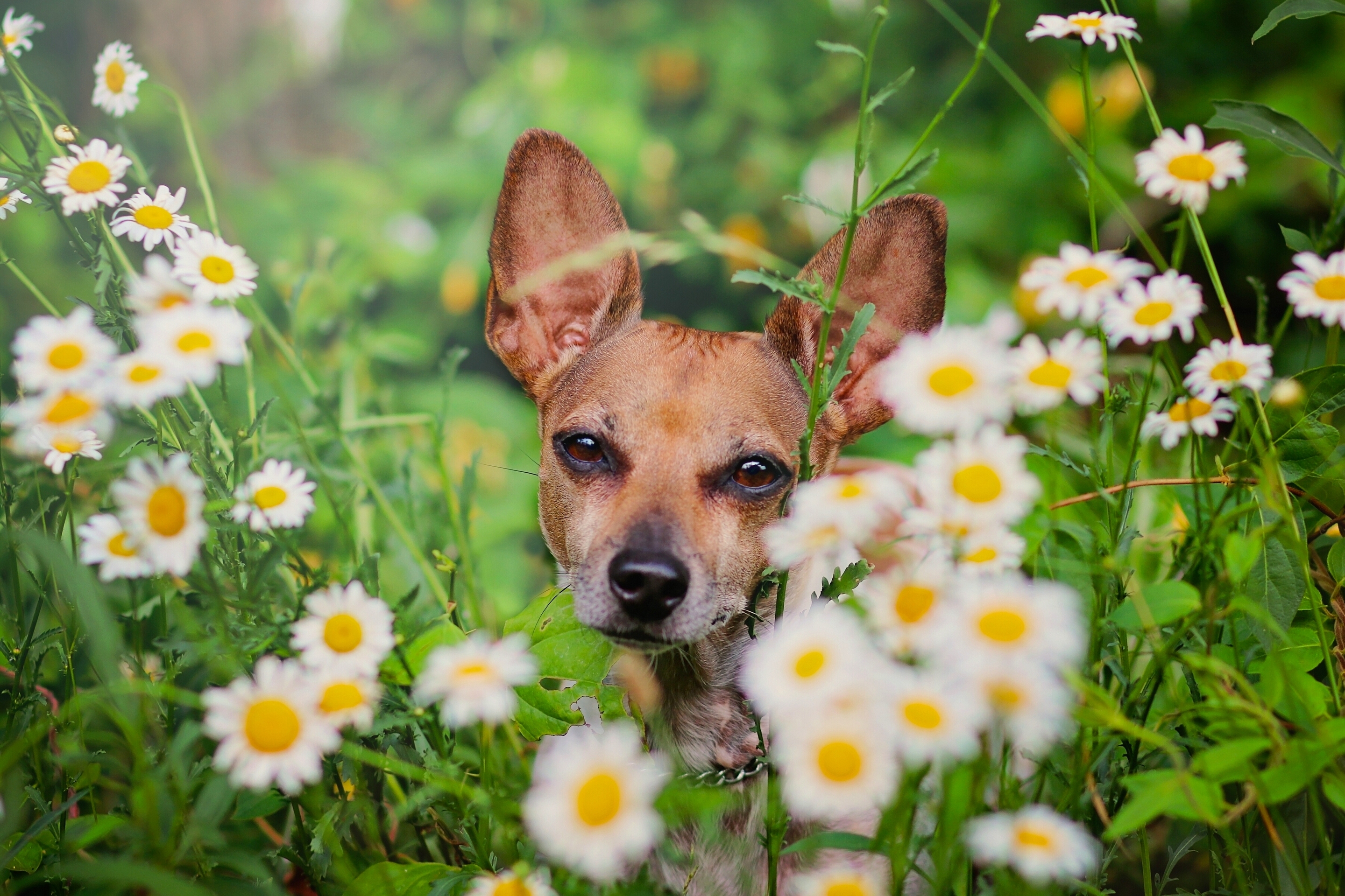 30 лет собаки. Лето животные. Собака летом. Животные с цветочками. Собака на траве.
