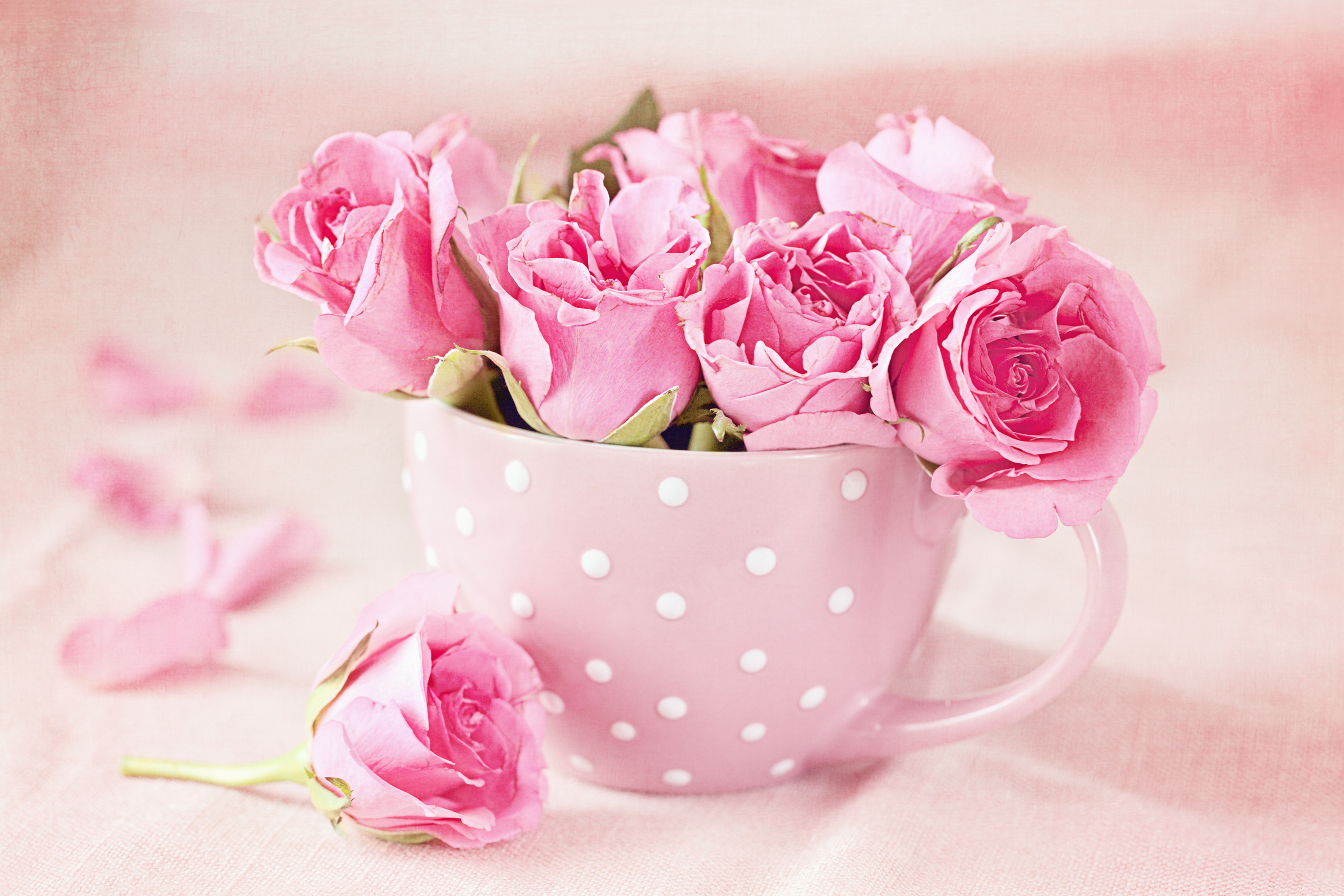 Fondos de Pantalla 5200x3466 Rosas Rosa color Taza grande Flores descargar  imagenes