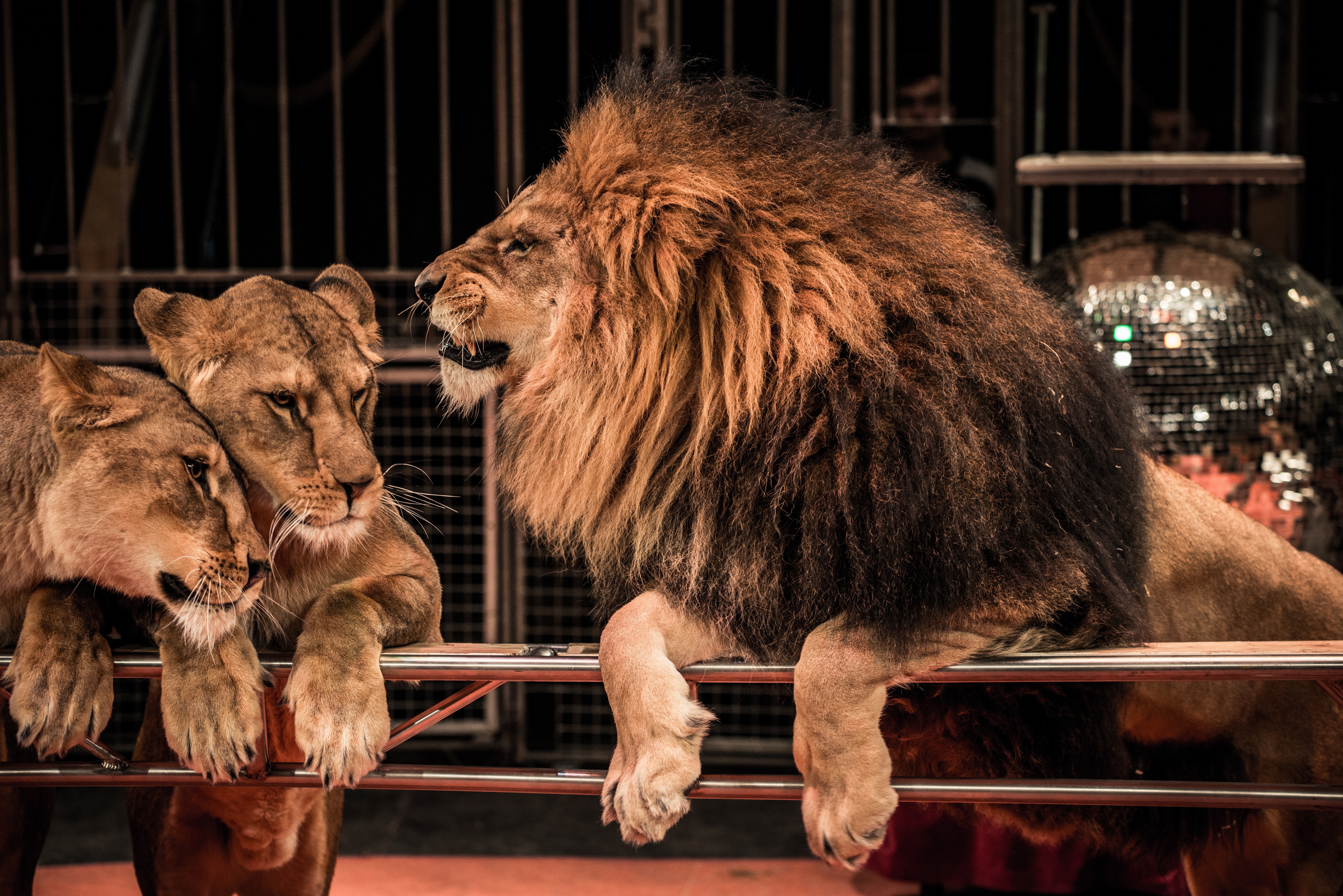 Обои для рабочего стола Львы Большие кошки Circus Трое 3 животное 7000x4672 лев три втроем Животные