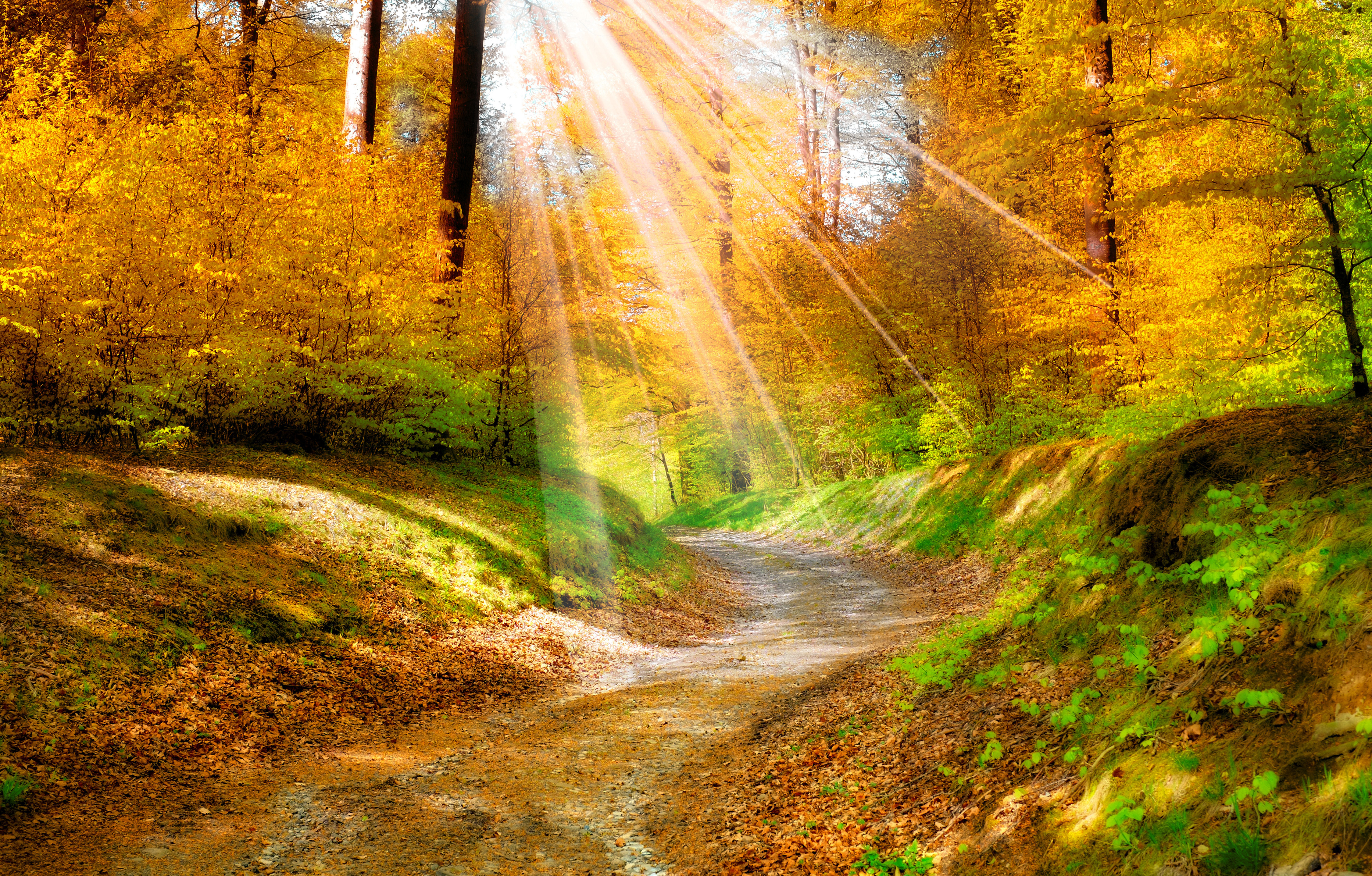 Лучик солнца блеснул из за леса. Осенний лес. Природа осень. Красивая осень. Осень в лесу.
