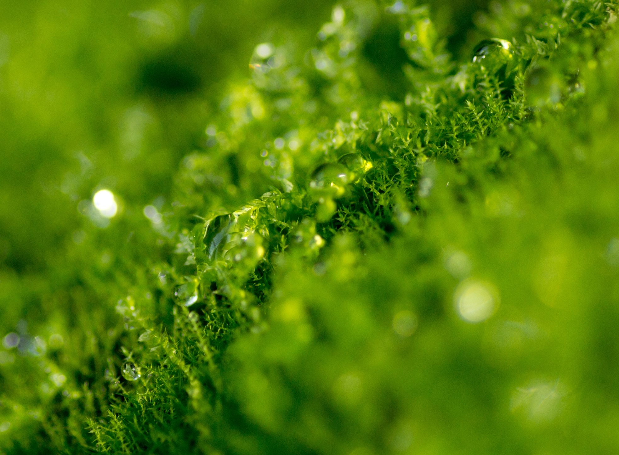 Water grass. Зелень. Зелень Макросъемка. Природа зелень макро. Обои зелень.