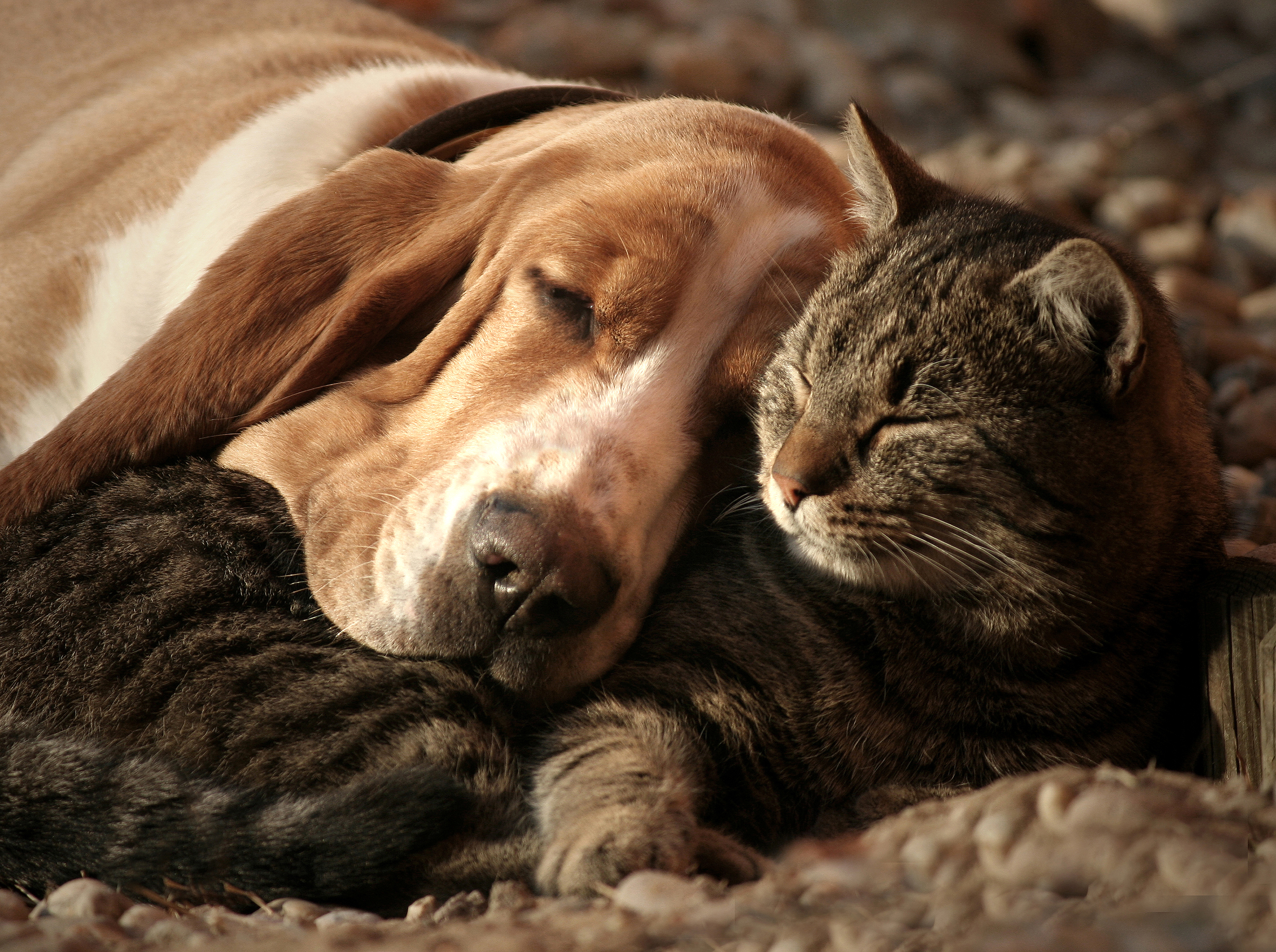 Собаки вместе спят. Бассет хаунд. Кот и собака. Собака и кошка вместе. Животные обнимаются.