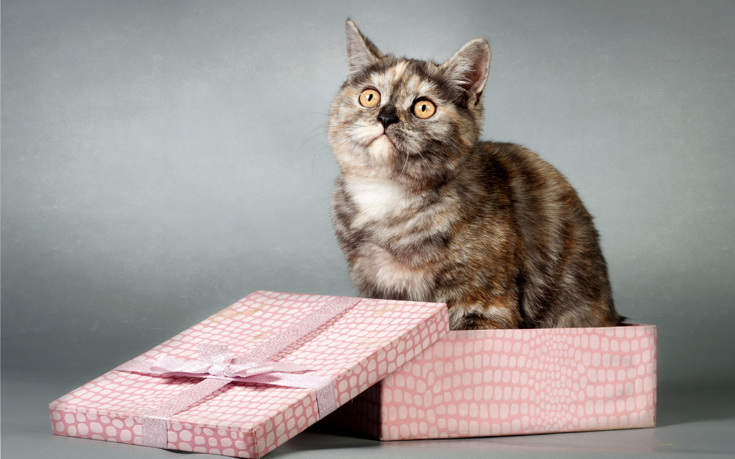 Сюрпризы кошки. Котик в коробке. Котенок в подарочной коробке. Кошечка с подарком. Деловой кот.