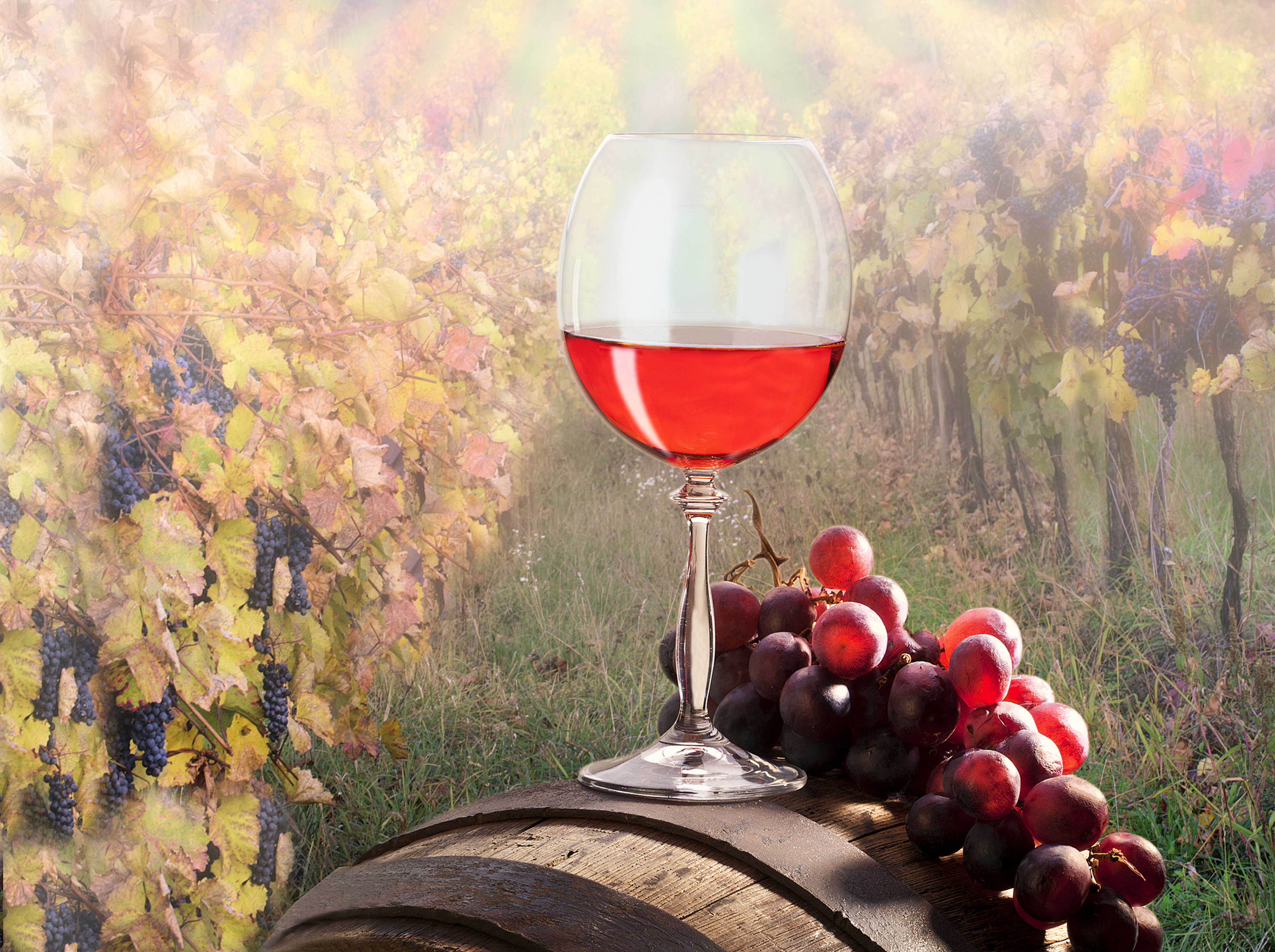 Розовое вино виноград. Натюрморт с бокалом вина. Виноградники вино. Бочонок для вина. Вино бочка виноград.