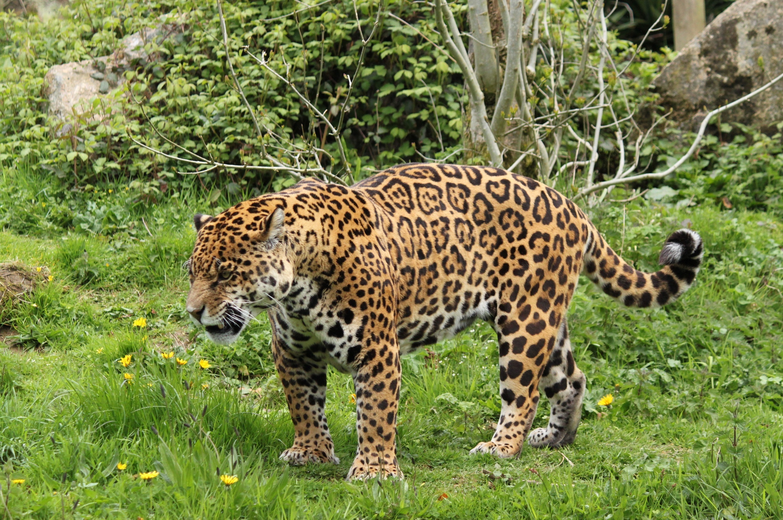 Как выглядит ягуар. Ягуар Южная Америка. Ягуар животное. Леопарды в дикой природе. Крупные хищники.
