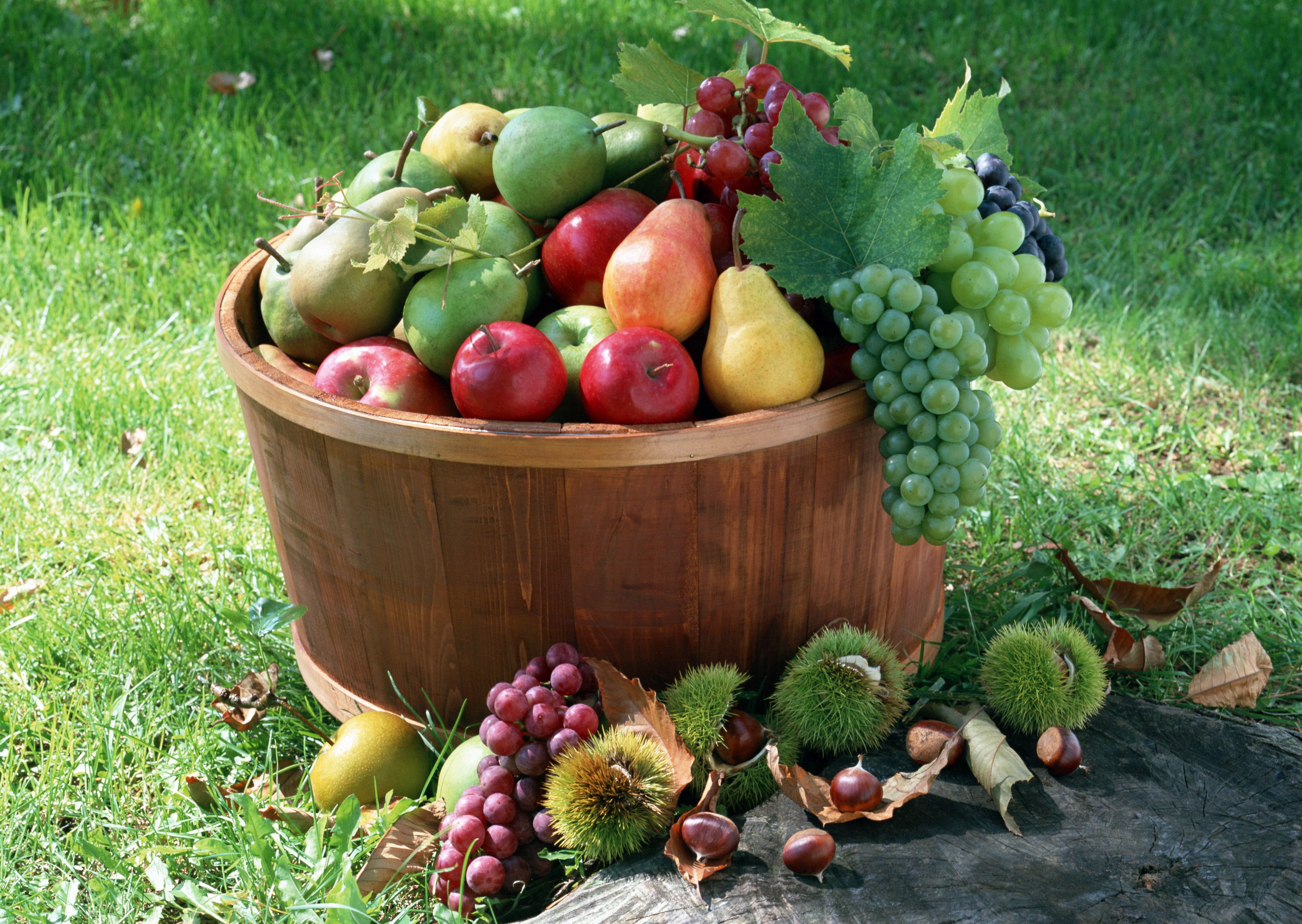 Grape pear. Фрукты с огорода. Сад с фруктами и овощами. Корзинки с фруктами с огорода. Дары осеннего сада и огорода.