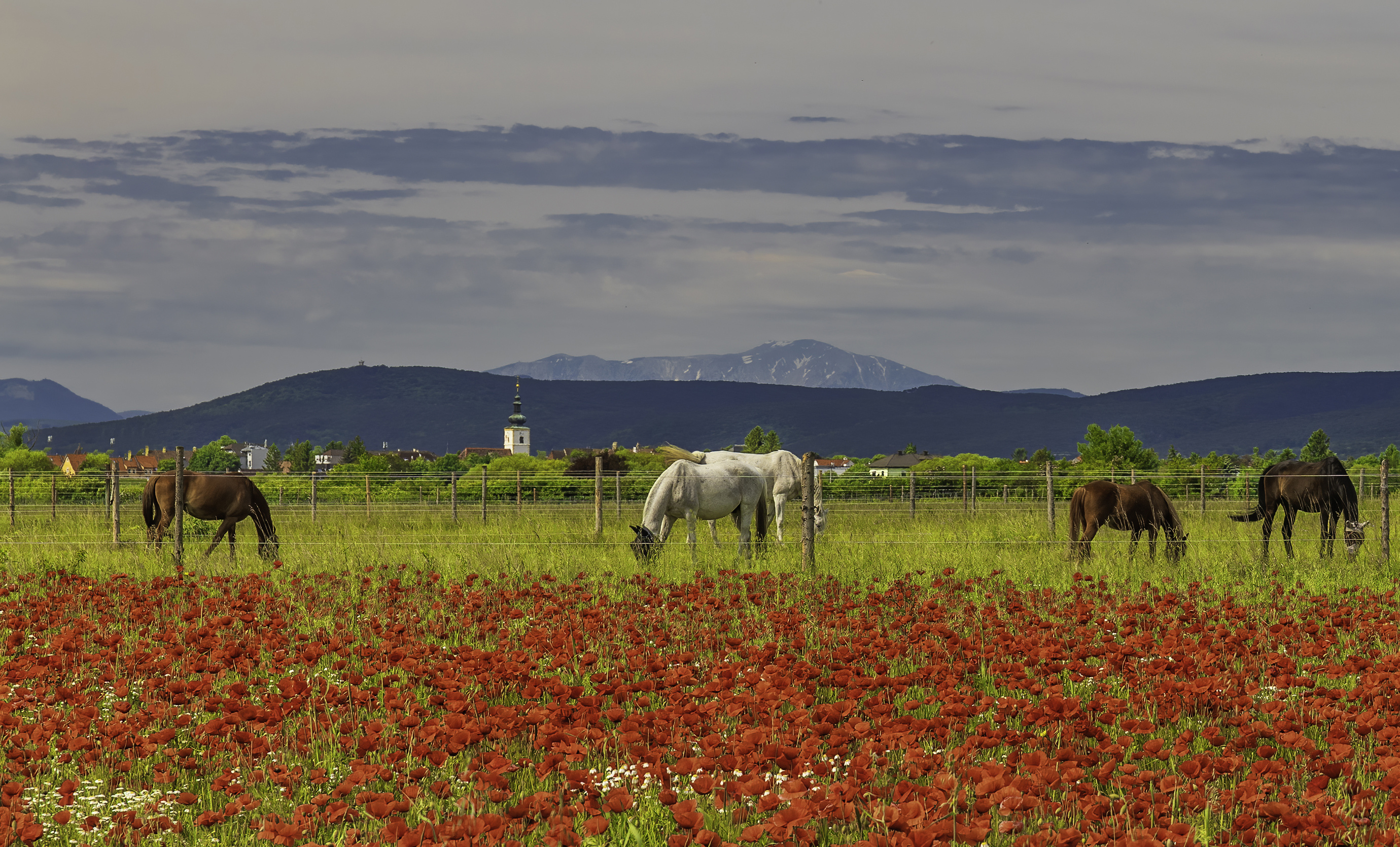Pictures Horses Fence Fields papaver animal 2760x1670 horse Poppies Animals