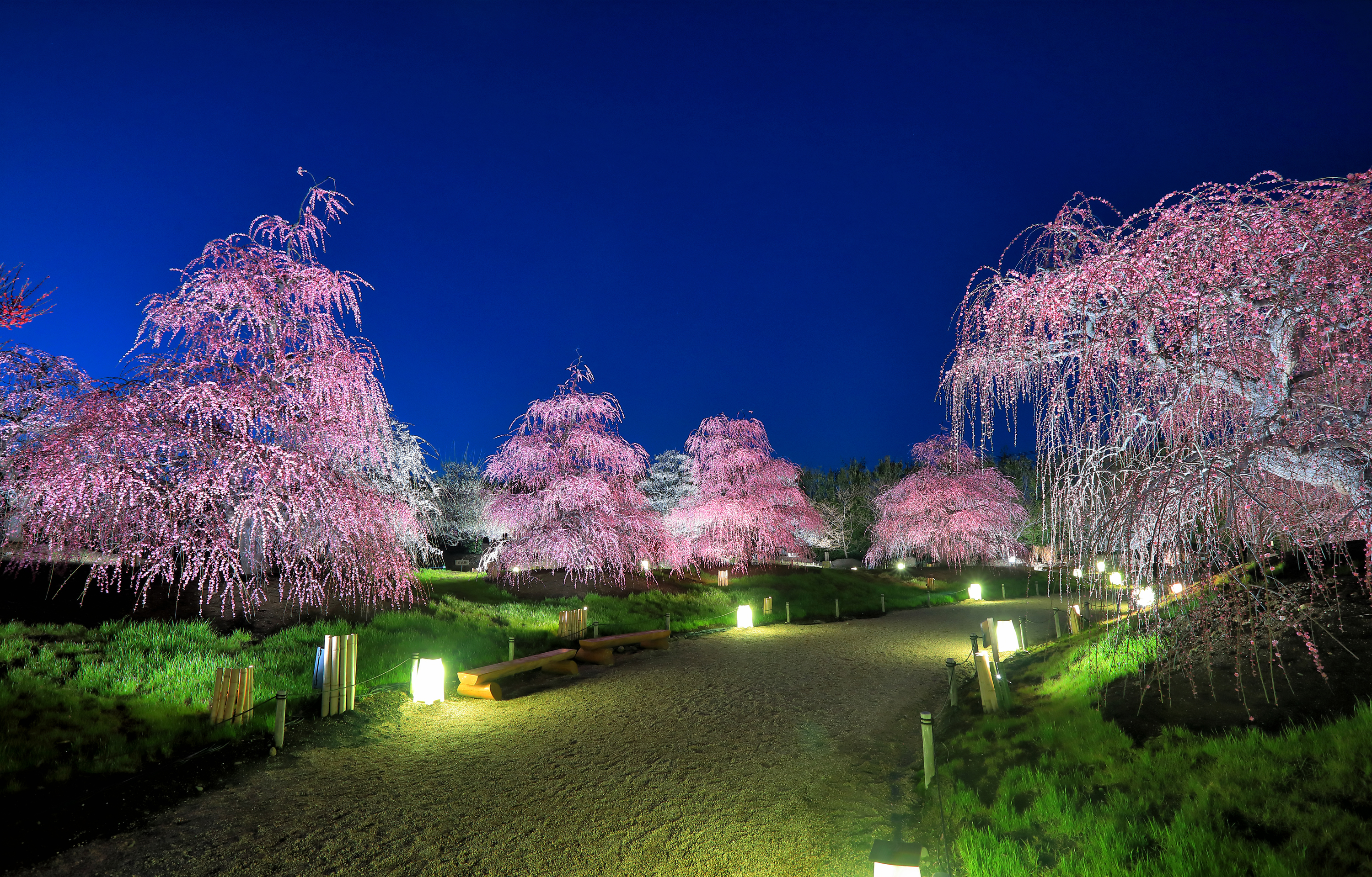 Images Tokyo Japan Nature park Street lights Flowering 3000x1920