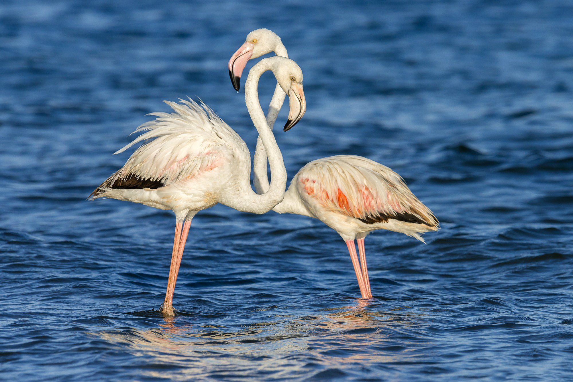 Фламинго. Фламинго птица. Пеликан и Фламинго. Мандра Фламинго Пеликаны. Белый Фламинго.