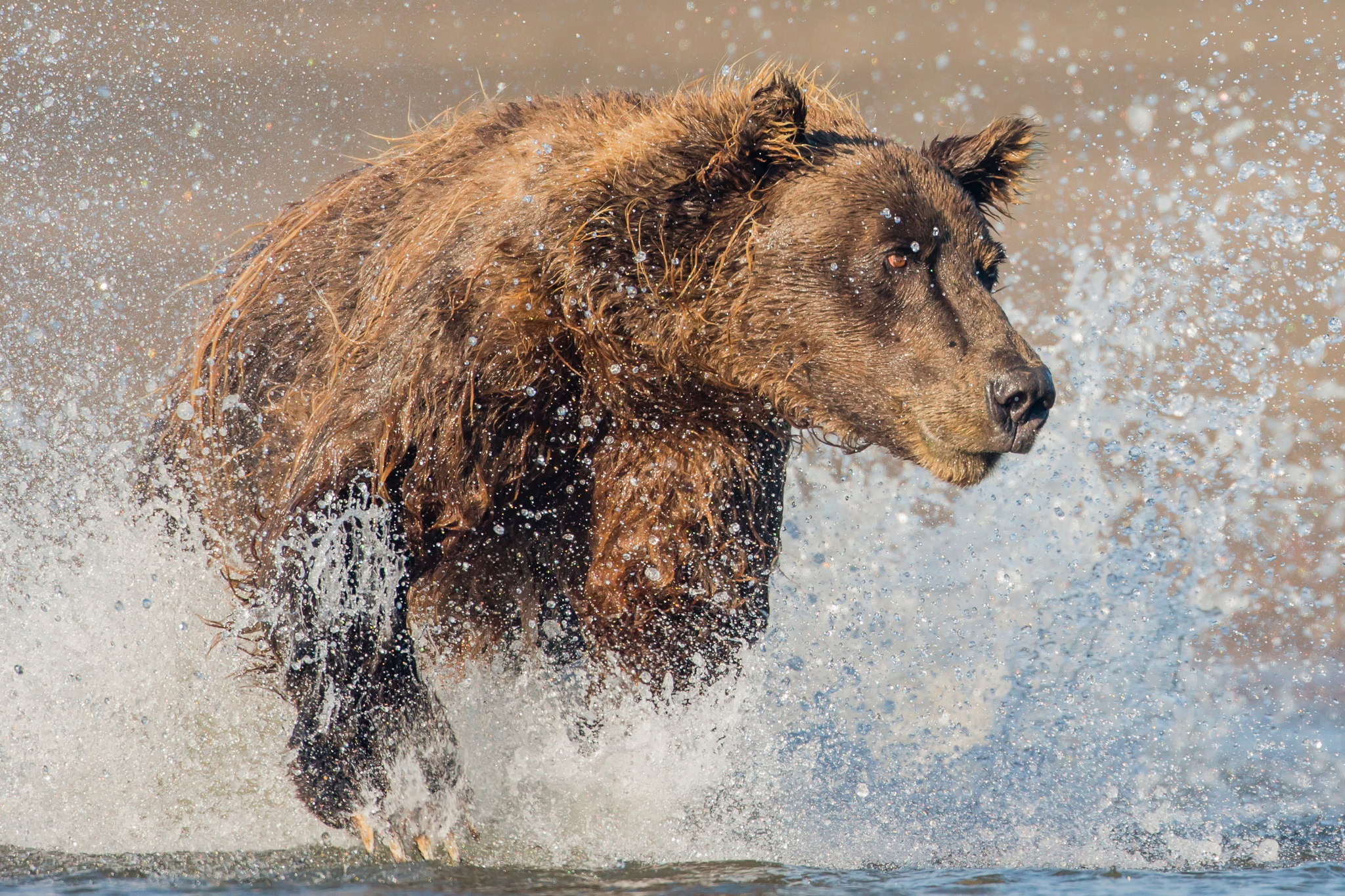 Скорость человека при беге от медведя. Медведь бежит. Бурый медведь бежит. Медведь в воде. Бурый медведь в воде.