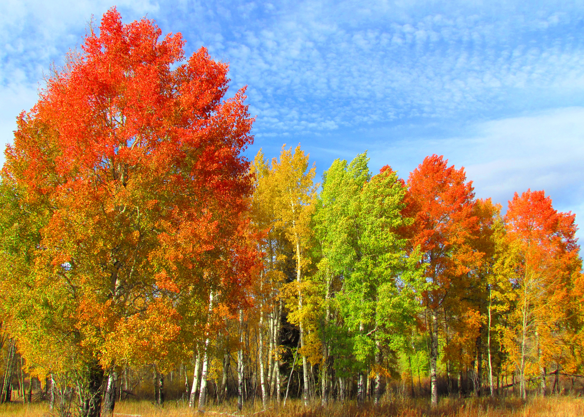 Картинки деревьев осенью. Осеннее дерево. Деревья осенью. Сень деревьев. Осенний лес.