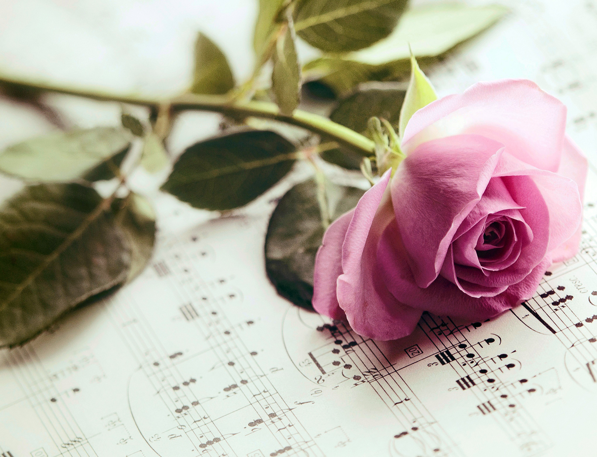 Музыка для тебя. Розы и Ноты. Розы лежат на столе. Фон Ноты и цветы.