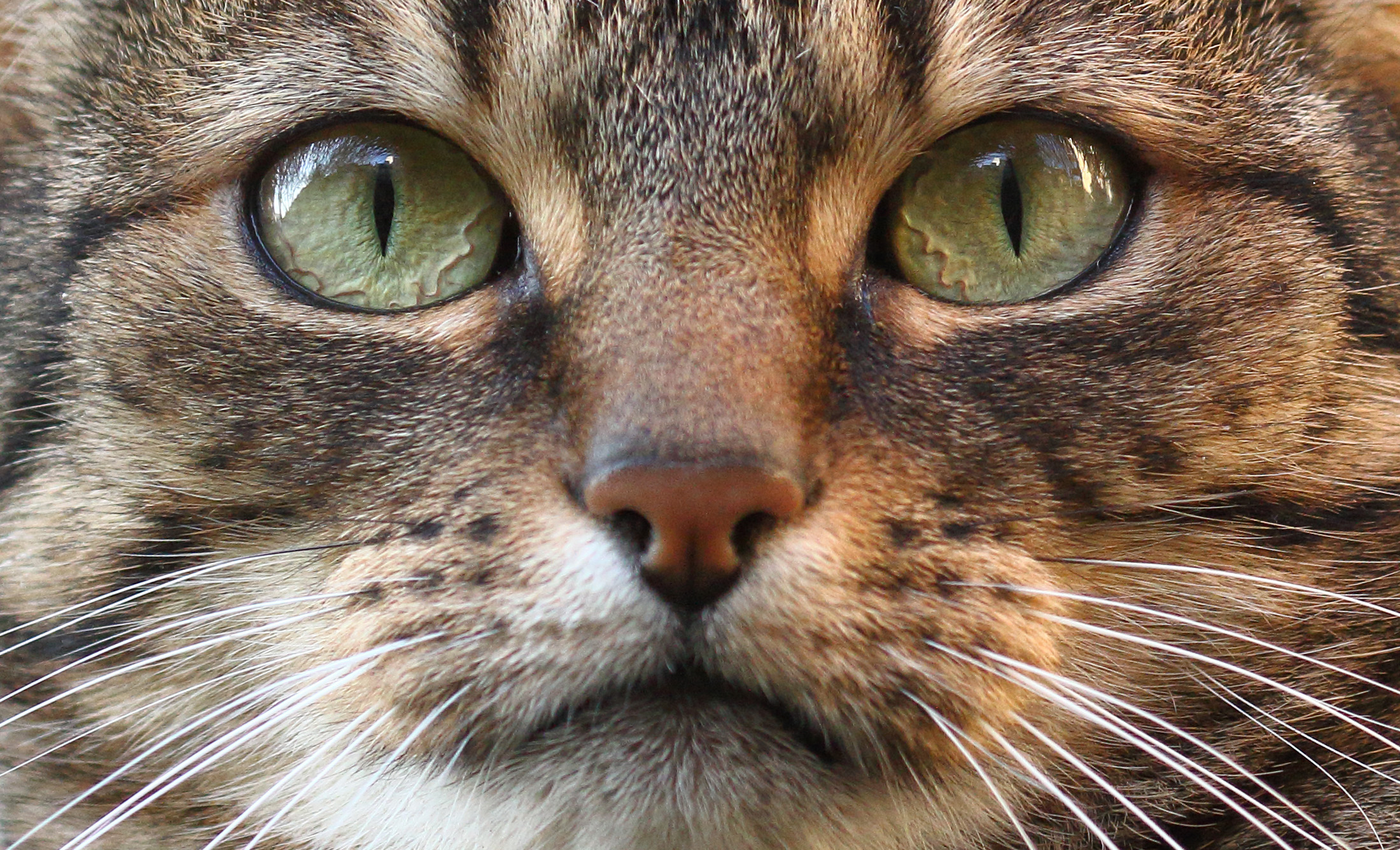 Взгляд как у кошки песня. Морда кота. Глаза кошки. Кошачий глаз. Морды котов.