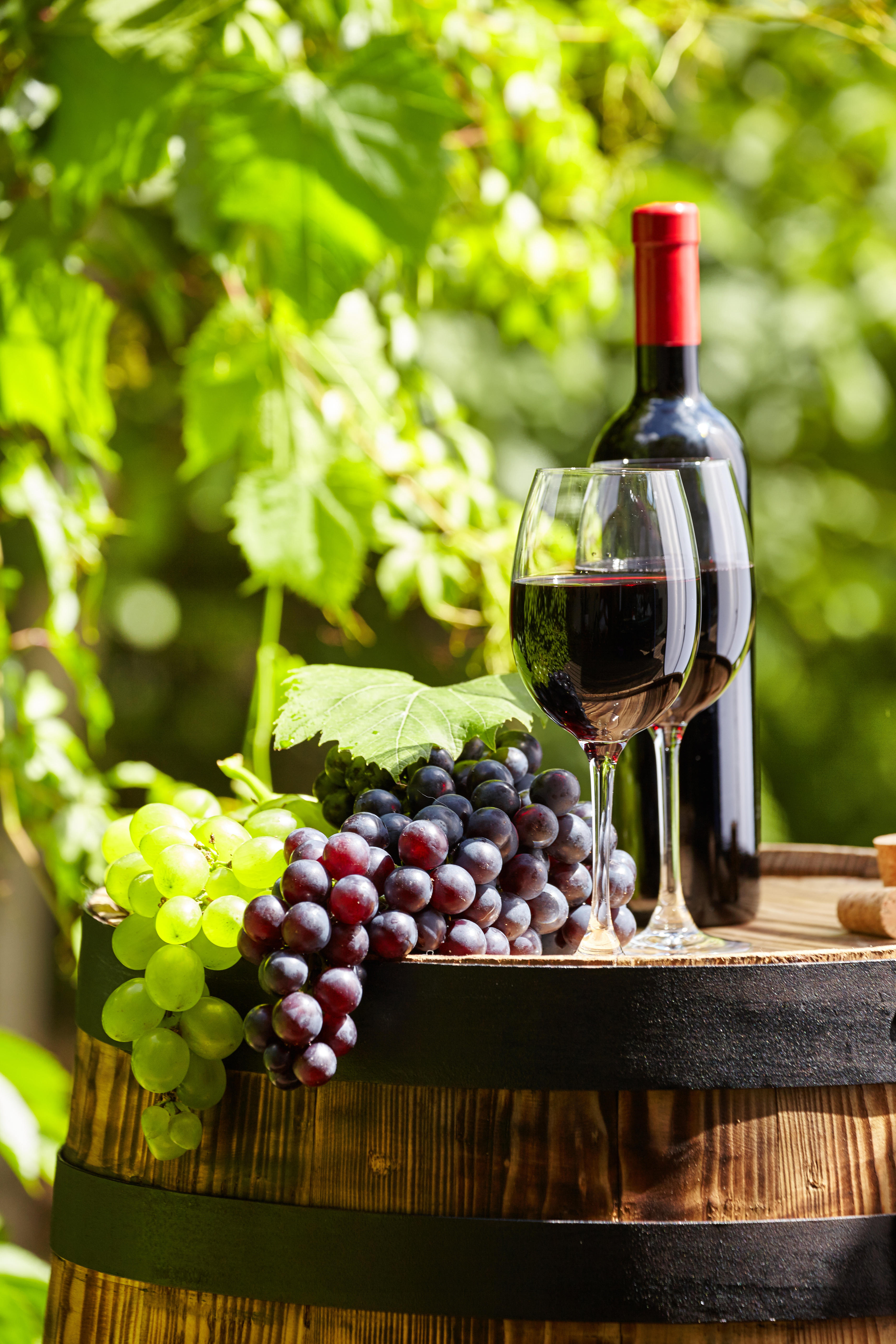 Вино виноград сахар. Вино. Вино и виноград. Красное вино. Виноградники вино.