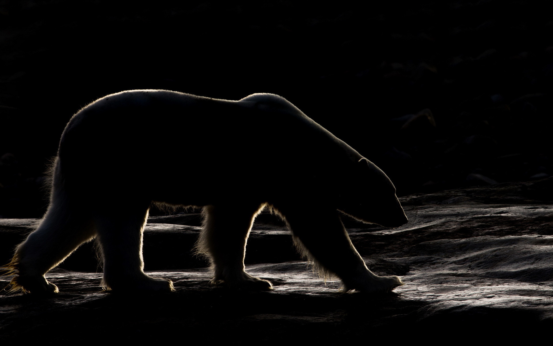 Foto Orso polare orso Di notte Animali 1920x1200 orso bianco Orsi Notte notturna animale