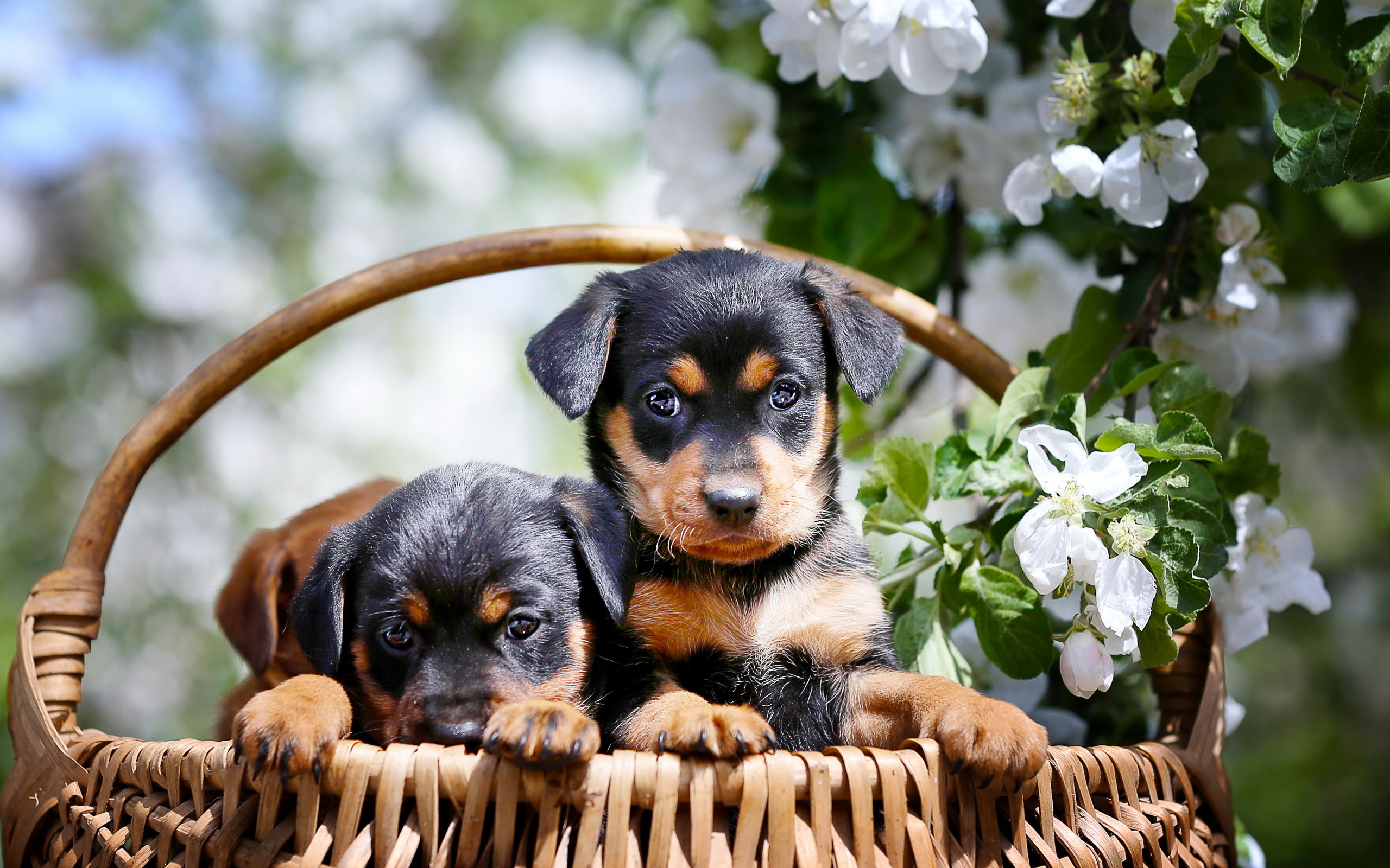 Обои на стол собаки. Ротвейлер щенок. Красивые собачки. Щенки в корзинке. Красивые щенки.