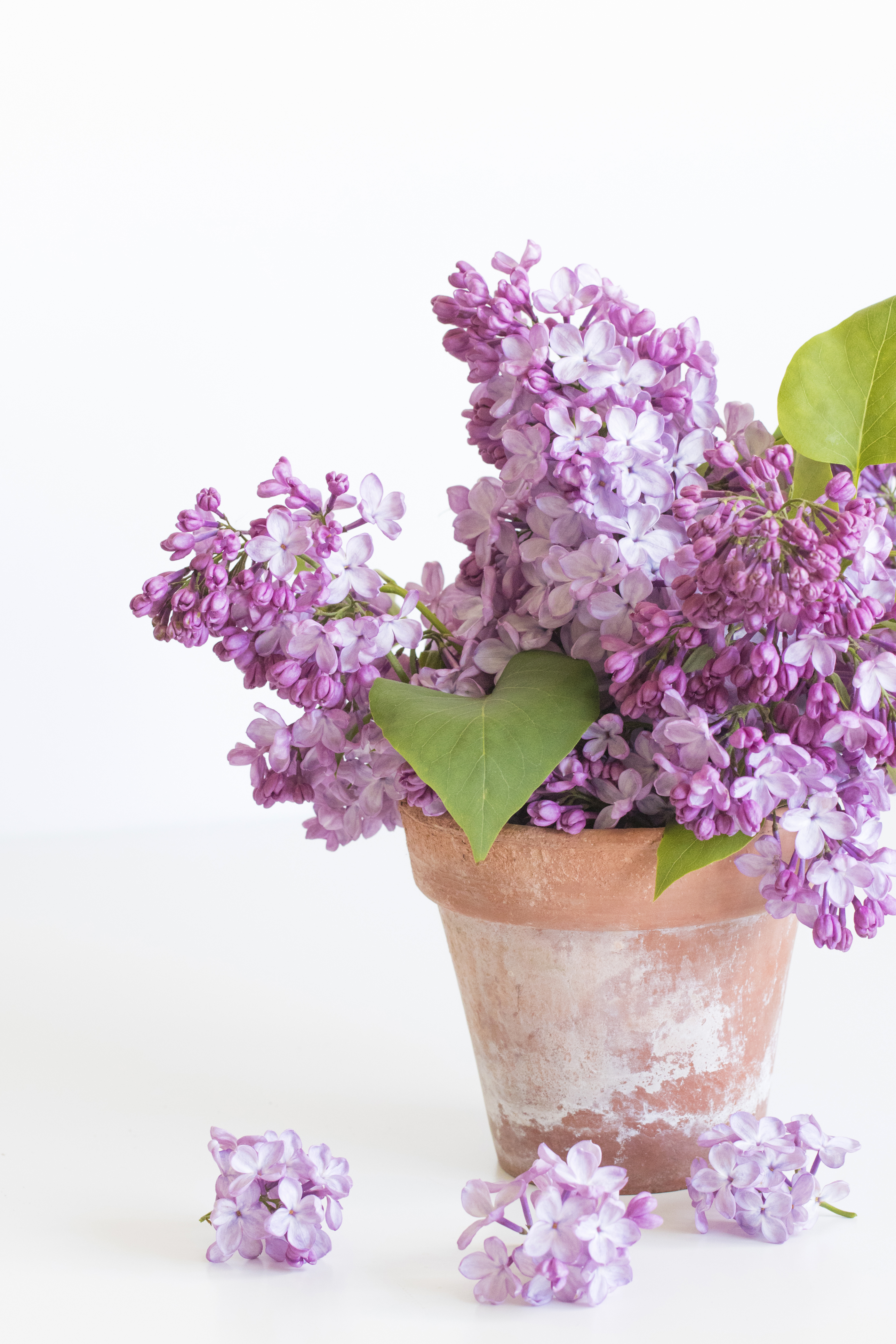 壁紙 2800x40 紫丁香 特寫 白色背景 花盆 花卉 下载 照片