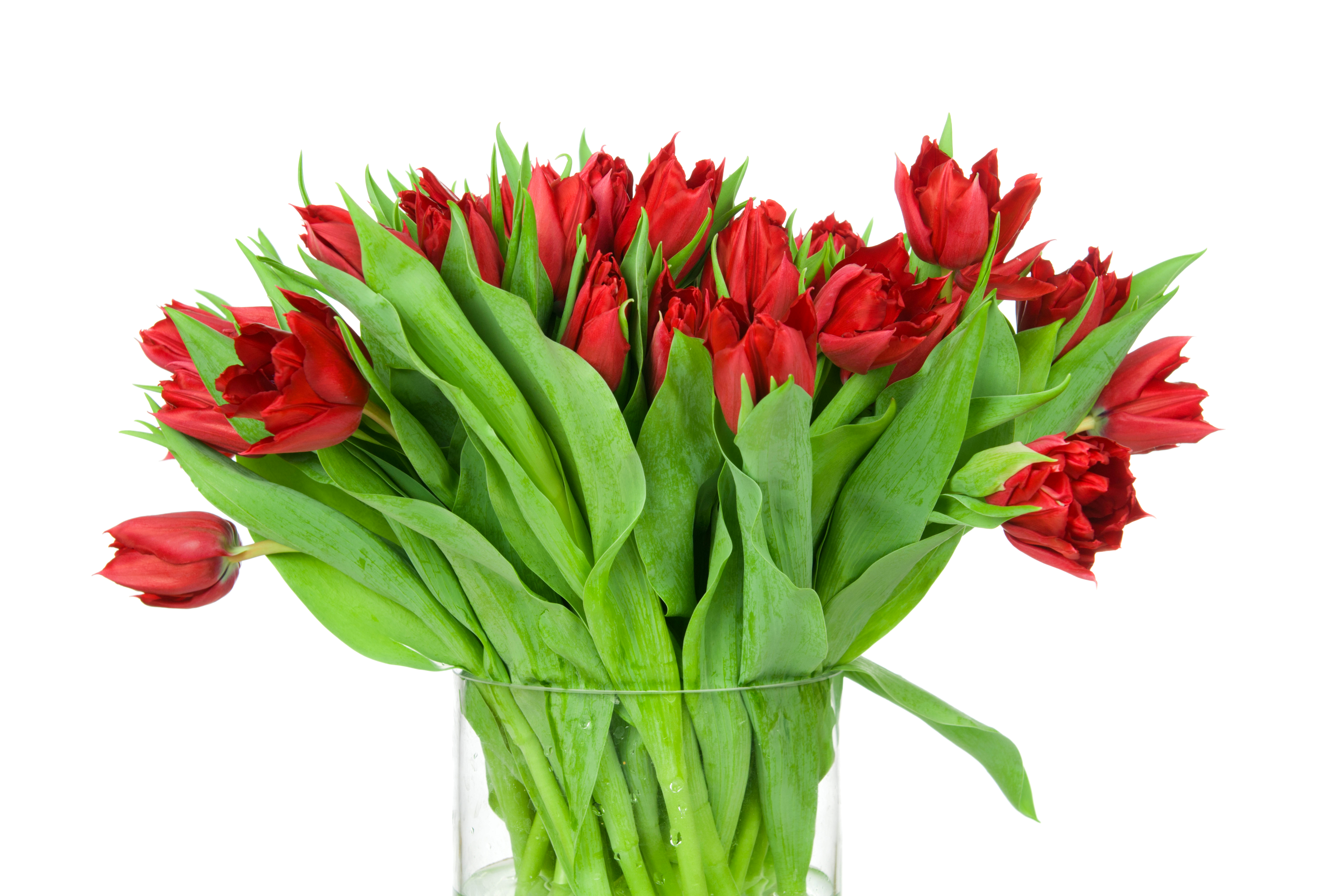3 красных тюльпана