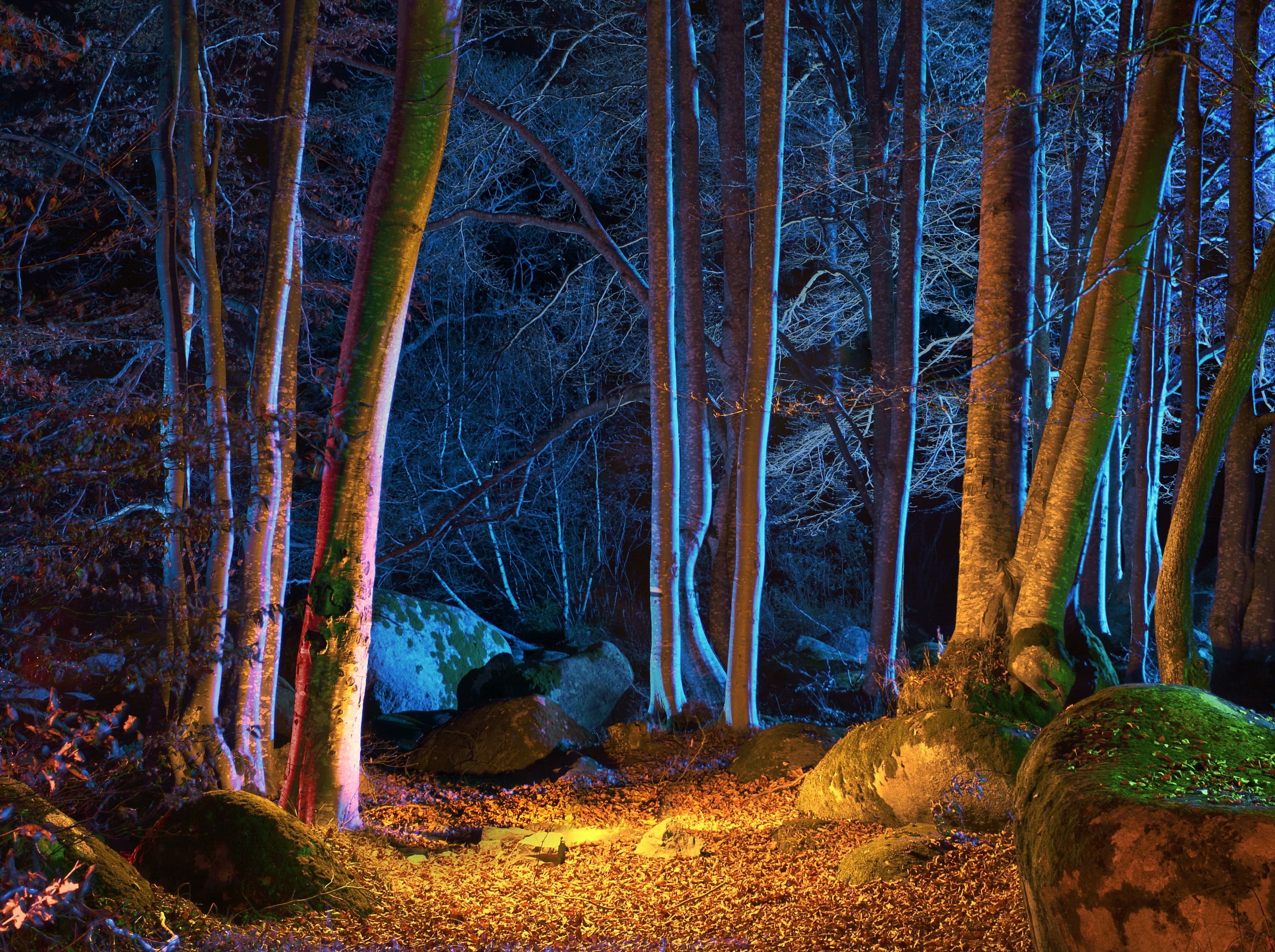 Ночь лес красиво. Ночной лес. «Ночь в лесу». Поляна в лесу ночью. Мистический лес.