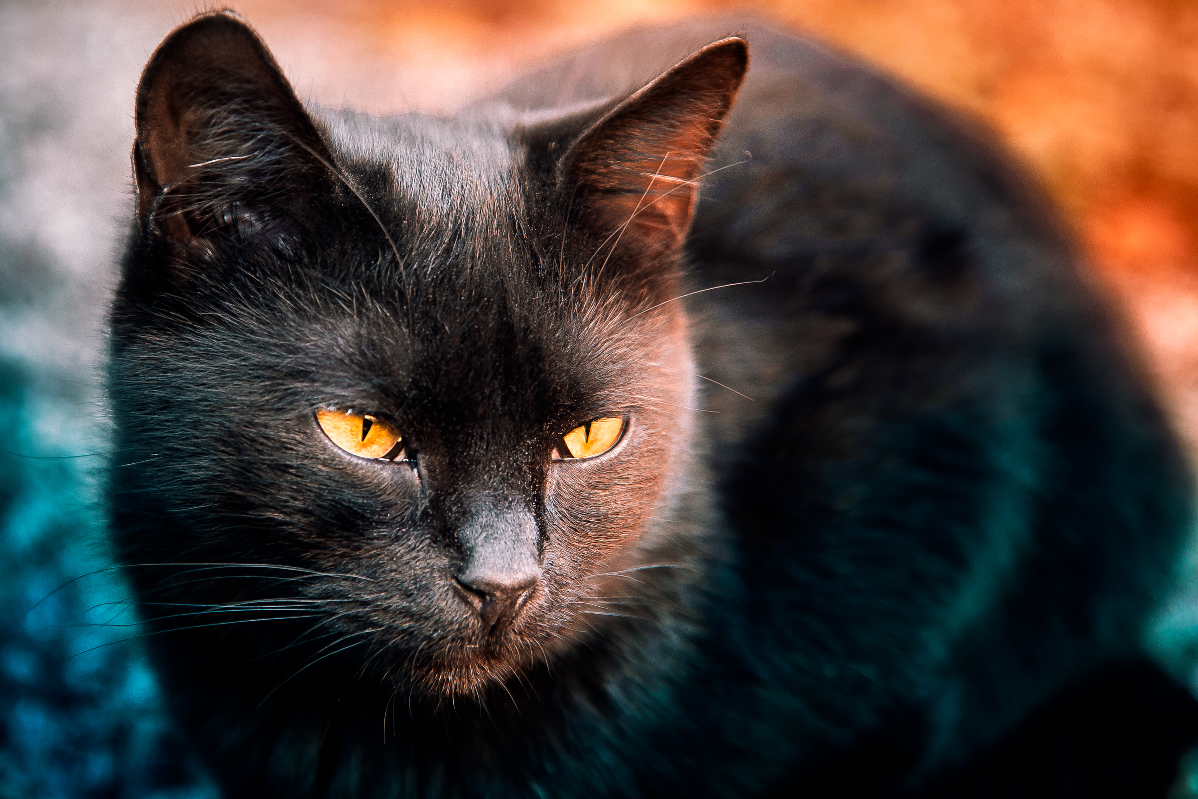 Черная кошка россия. Чёрный кот. Черные коты. Черный. Красивый черный кот.