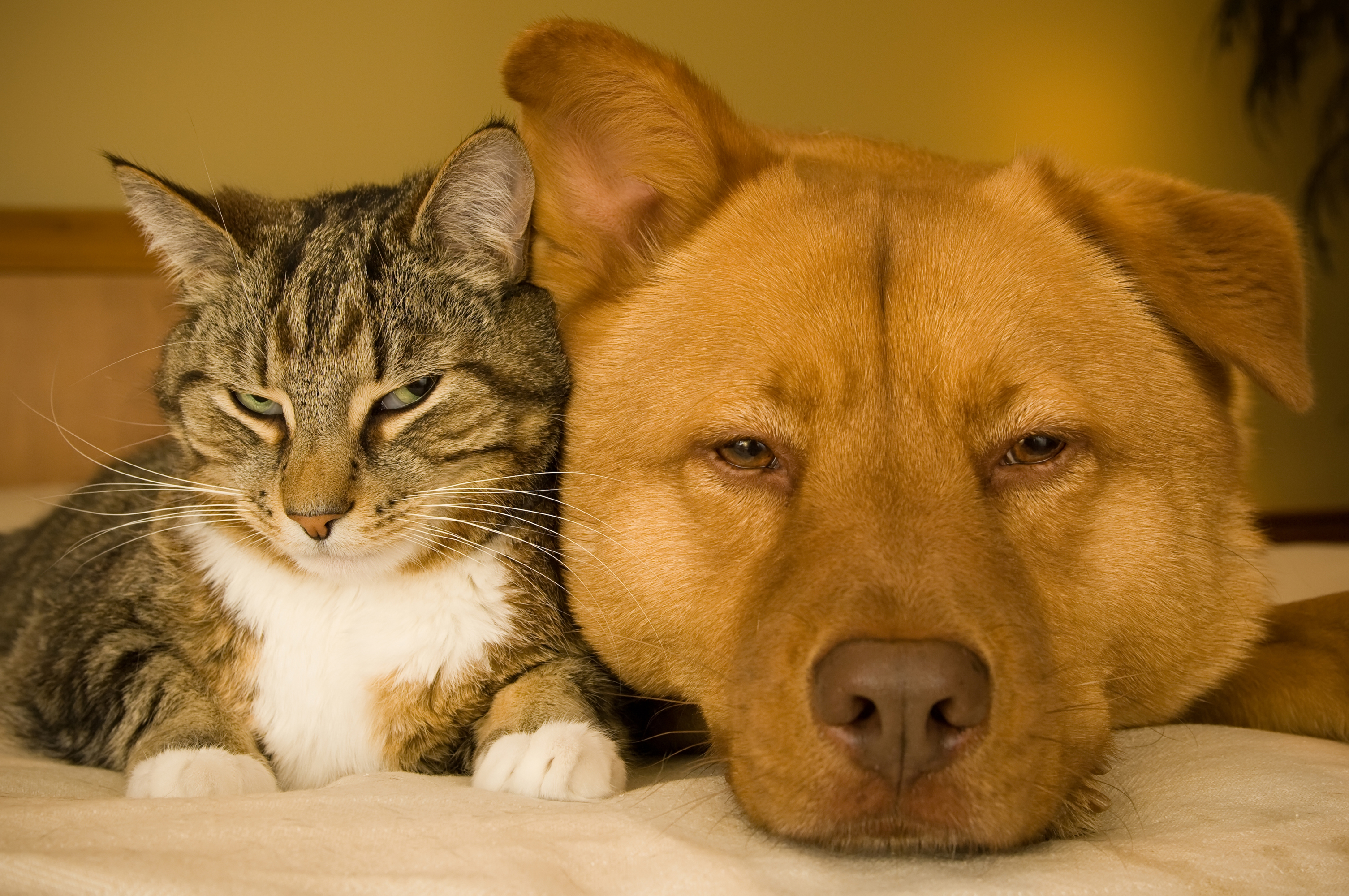 Животные в реальности. Кошки и собаки. Собака и кошка вместе. Дружба кошки и собаки. Кот.