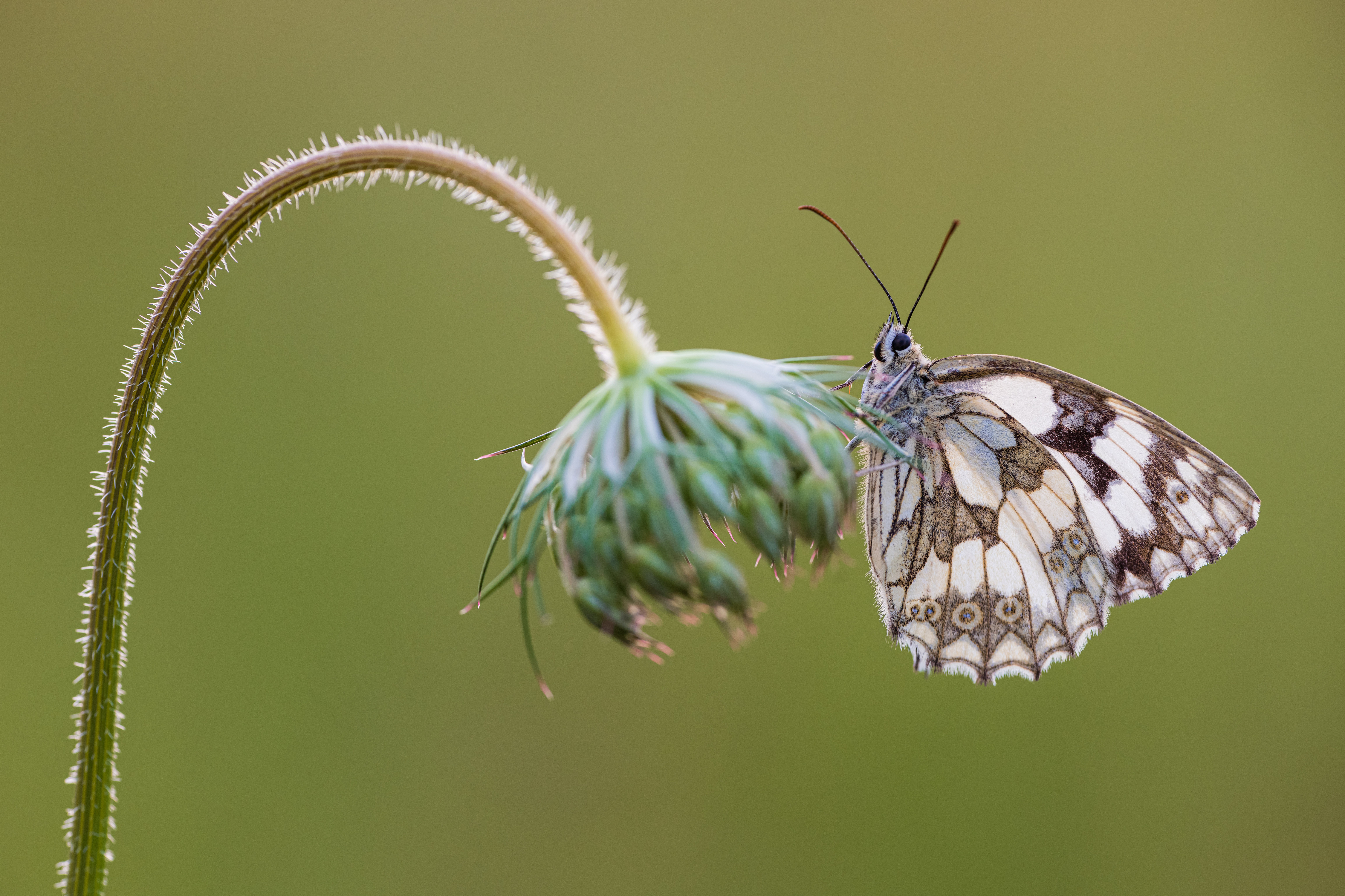 Immagini Insetti Farfalla melanargia galathea animale Da vicino 4500x3000 insecta farfalle Animali