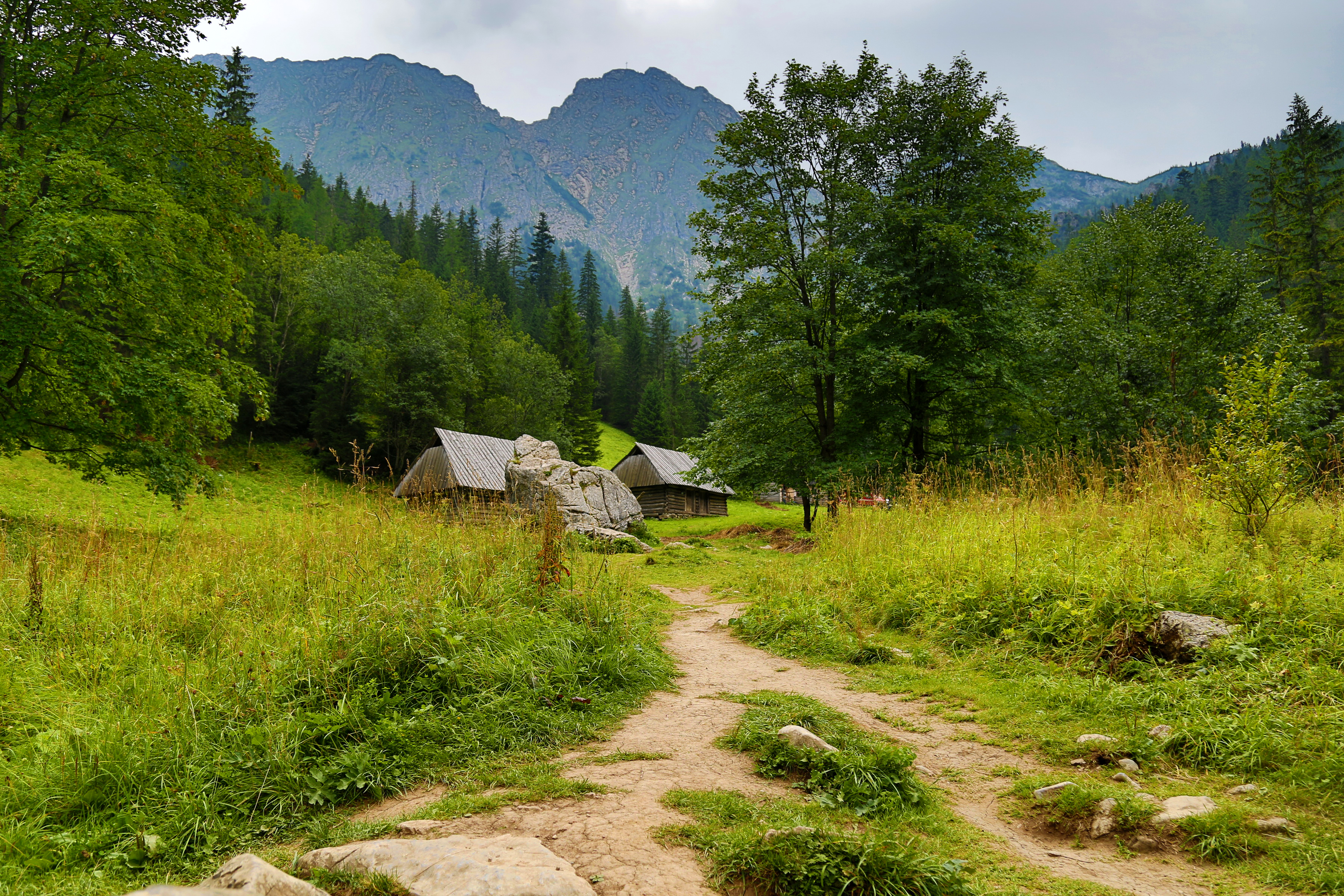 Фотографии Польша Zakopane Горы тропы Природа лес Камни 3600x2400