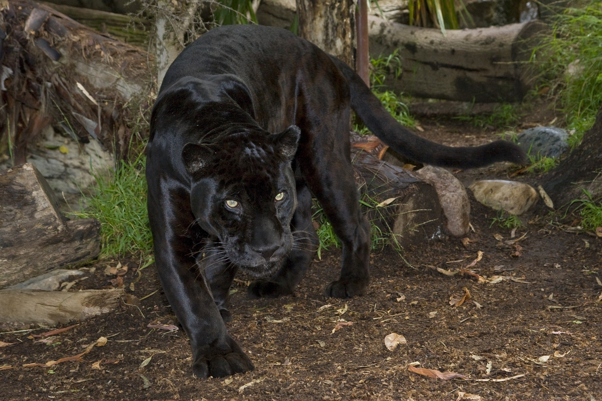 Черный Ягуар хищник
