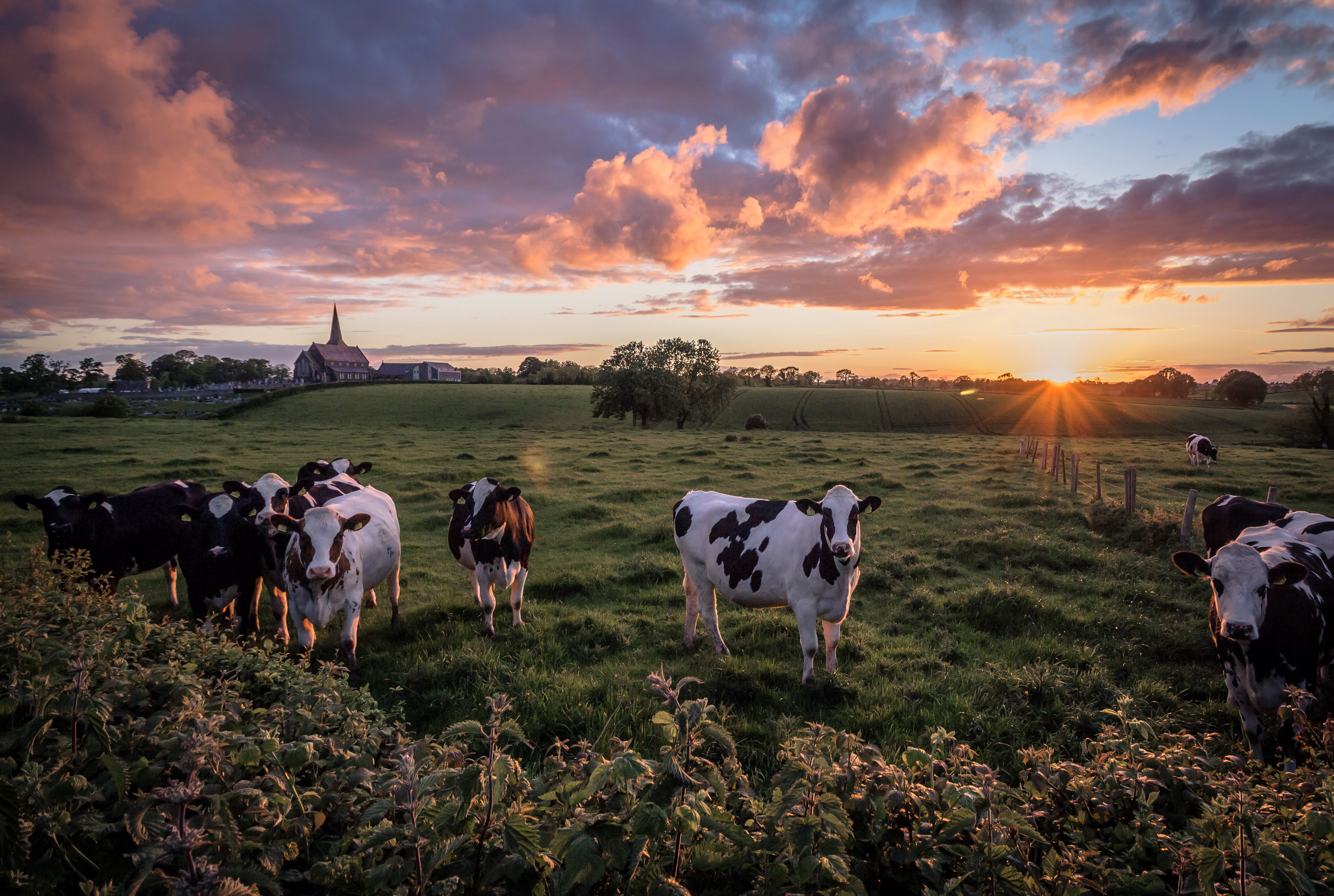 Photo cows Sun Nature Fields sunrise and sunset Clouds 3000x2016