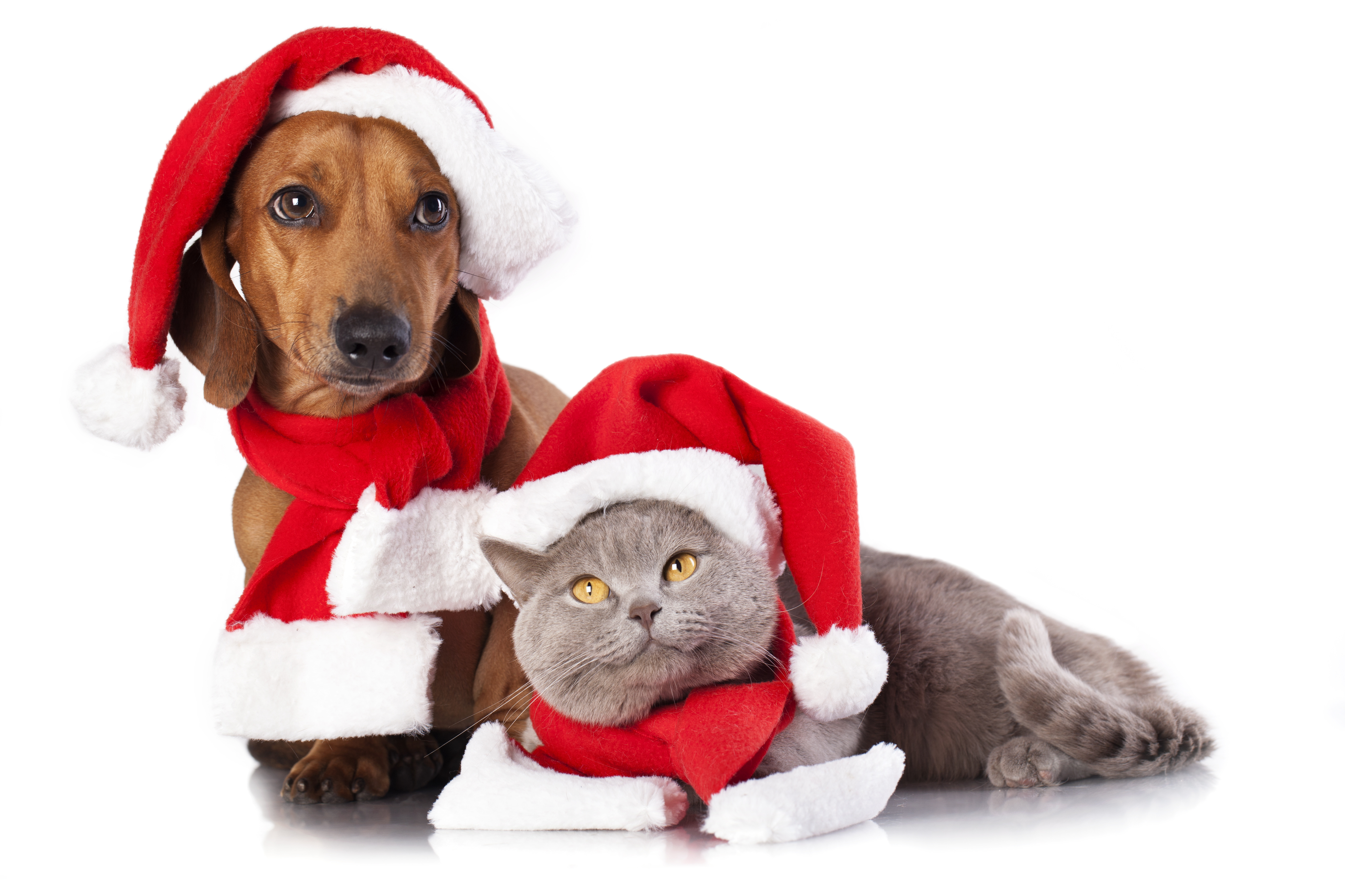 Images Dachshund dog Cats New year Winter hat Animals 5616x3744