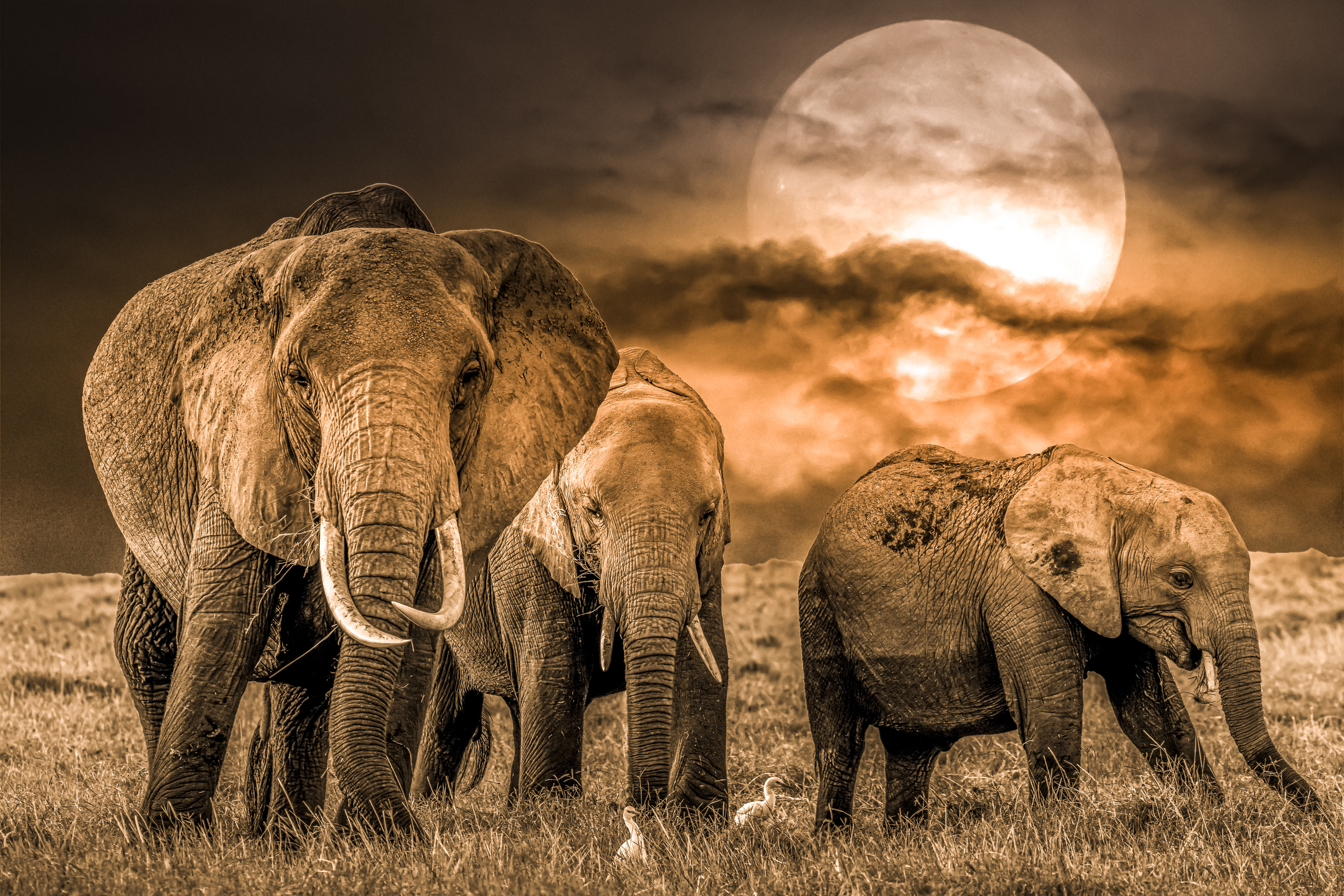 Слон на заставку телефона. Красивые слоны. Африканские животные. Изображение слона. Заставка на рабочий стол слоны.