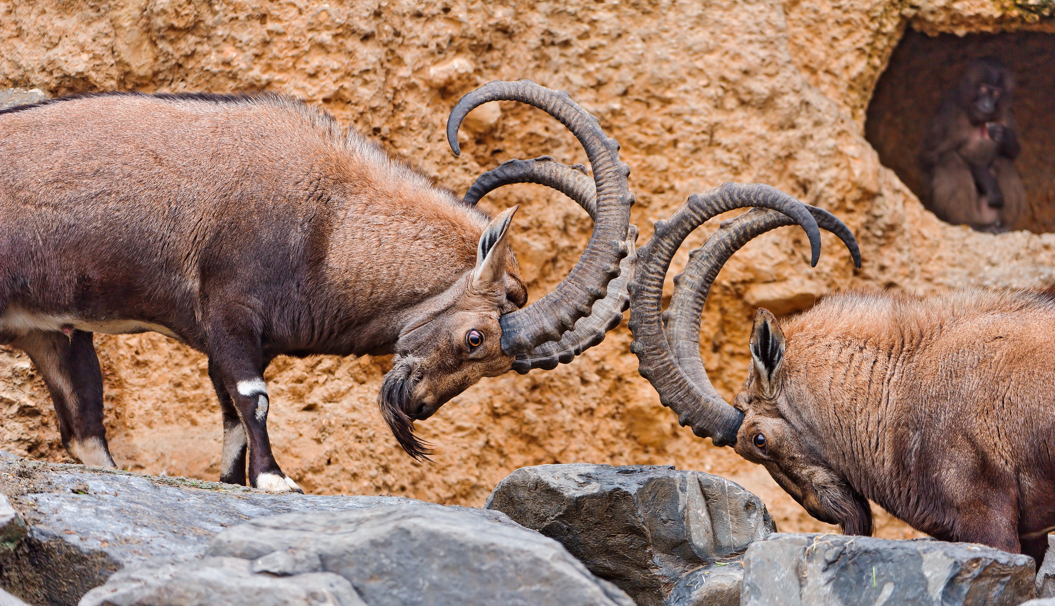 Achtergronden capra Hoorns Capra ibex steen Evenhoevigen Dieren Geit Stenen een dier