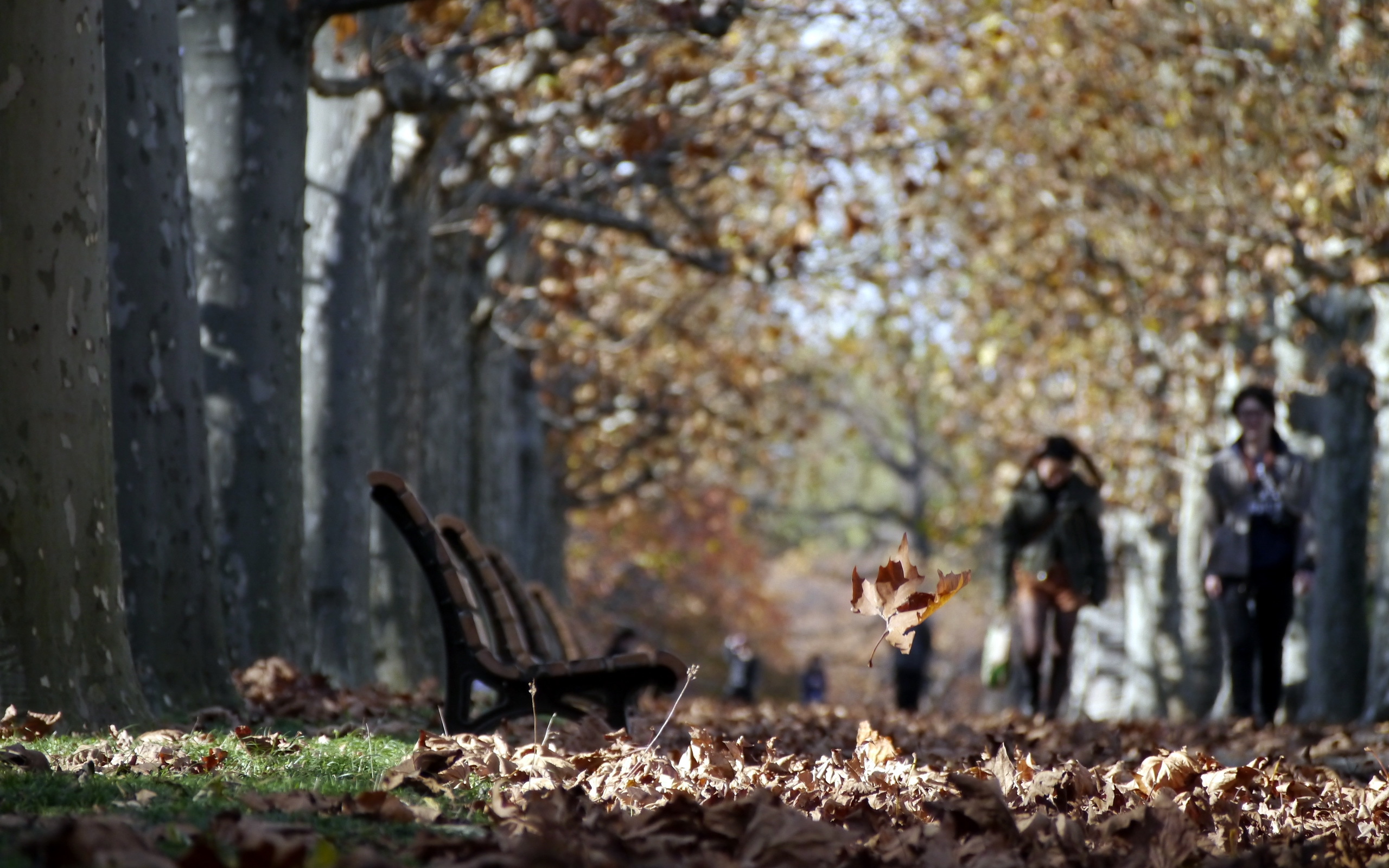 Главная роль осень. Осенний парк. Прогулка в осеннем парке. Осень в парке. Прогулка по осеннему лесу.