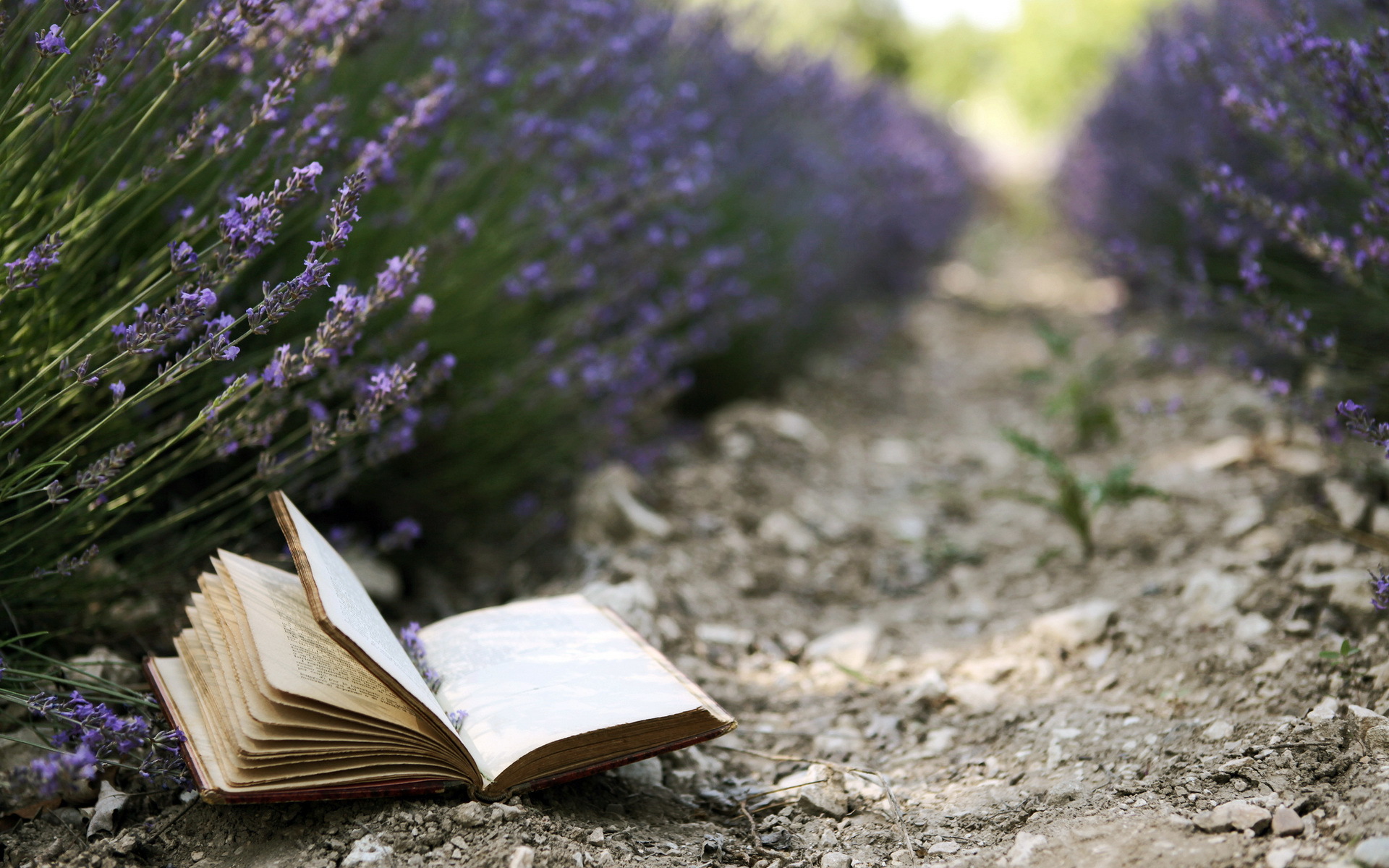 Сказочная поэзия. Книга на траве. Красивый фон с книгами. Книга природа. Лаванда фон.