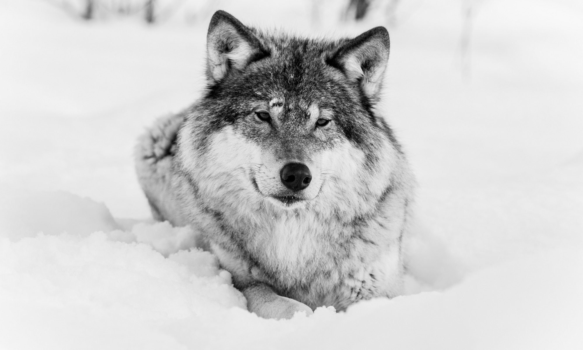 Fondos de Pantalla Lobo Nieve Animalia descargar imagenes
