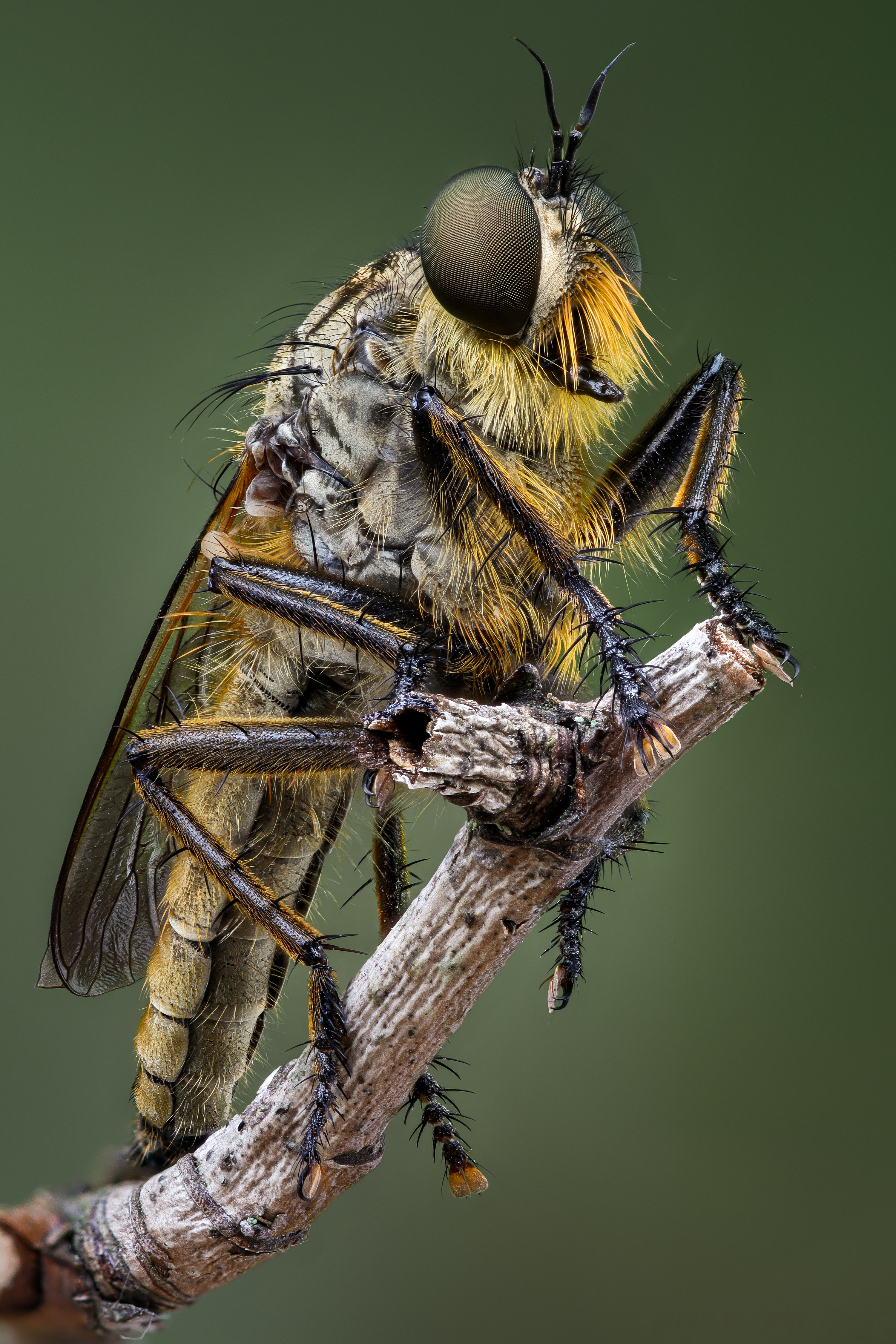 Afbeeldingen Vliegen Insecten eutolmus rufibarbis een dier van dichtbij 3000x4500 voor Mobiele telefoon vlieg Dieren Close-up