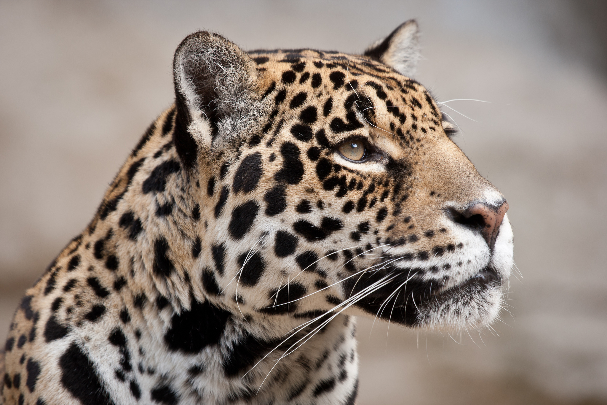 Desktop Wallpapers jaguar Head Glance Animals 2048x1365