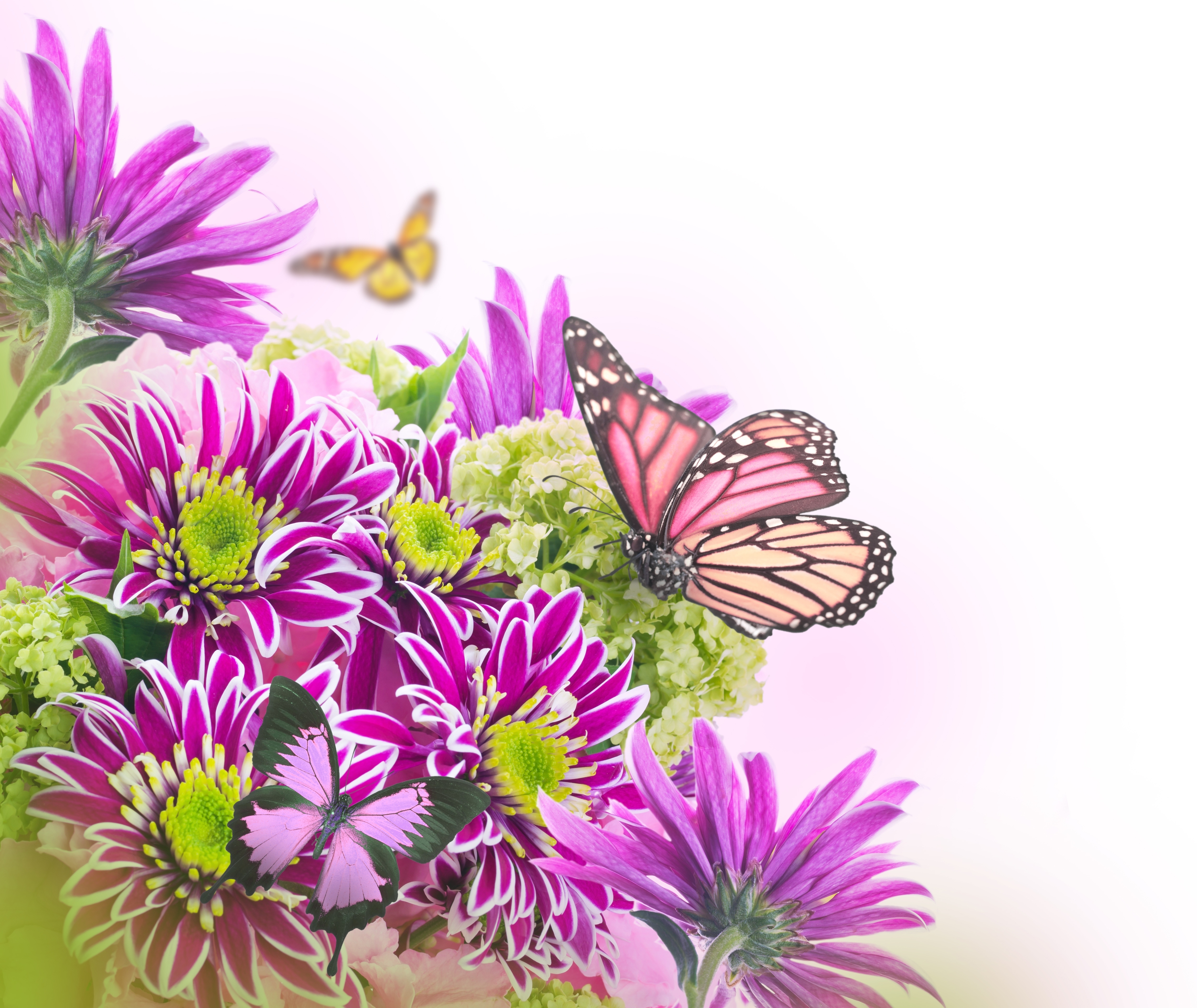 Tapeta na pulpit Motyle insekty Kwiaty Chryzantemy Zwierzęta motyl Owady kwiat złocień zwierzę