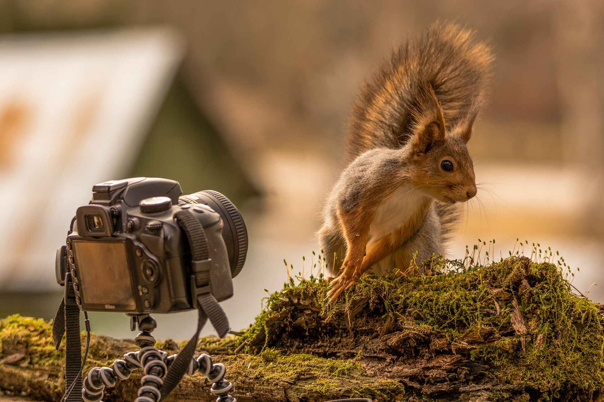 Резкие животные. Белка с фотоаппаратом. Обои на рабочий стол белка. Смешная белка. Белка с фотиком.