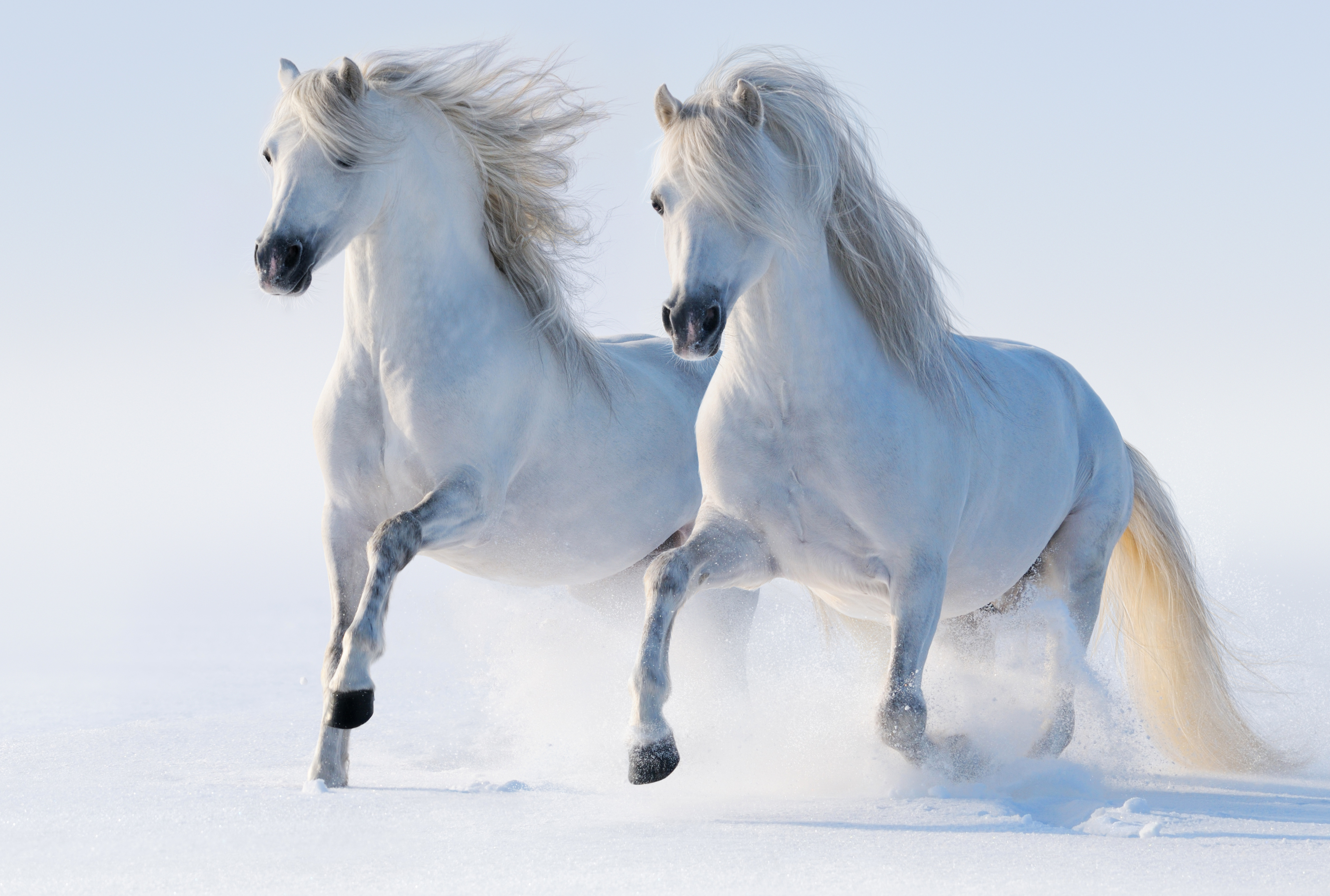 Обои на рабочий лошадь. Белый конь. Лошади на рабочий стол. Красивые лошади. Лошадь бежит.