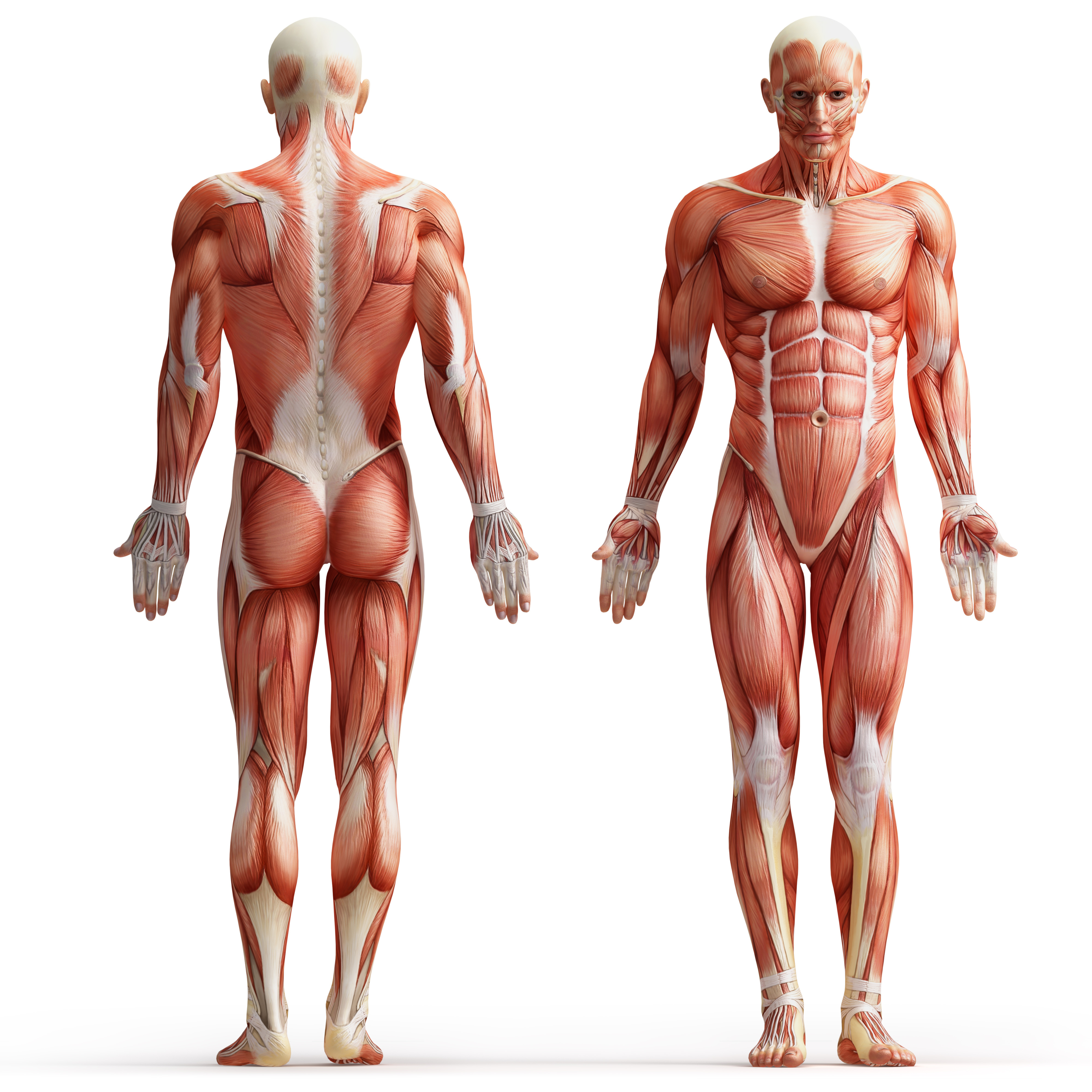 Foto Mann Muskeln Human Anatomy Weißer hintergrund