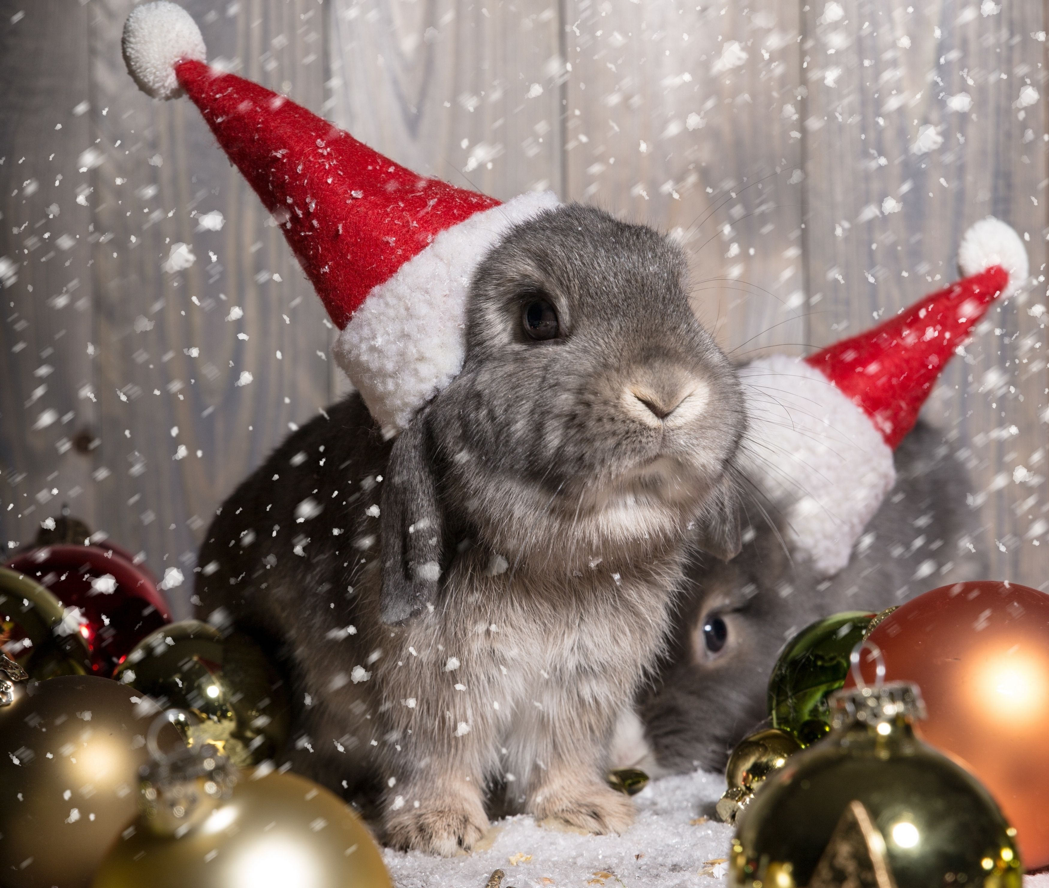 Год кролика хороший. Новогодние животные. Новогодний кролик. Новогодние звери. Новогодняя заставка.