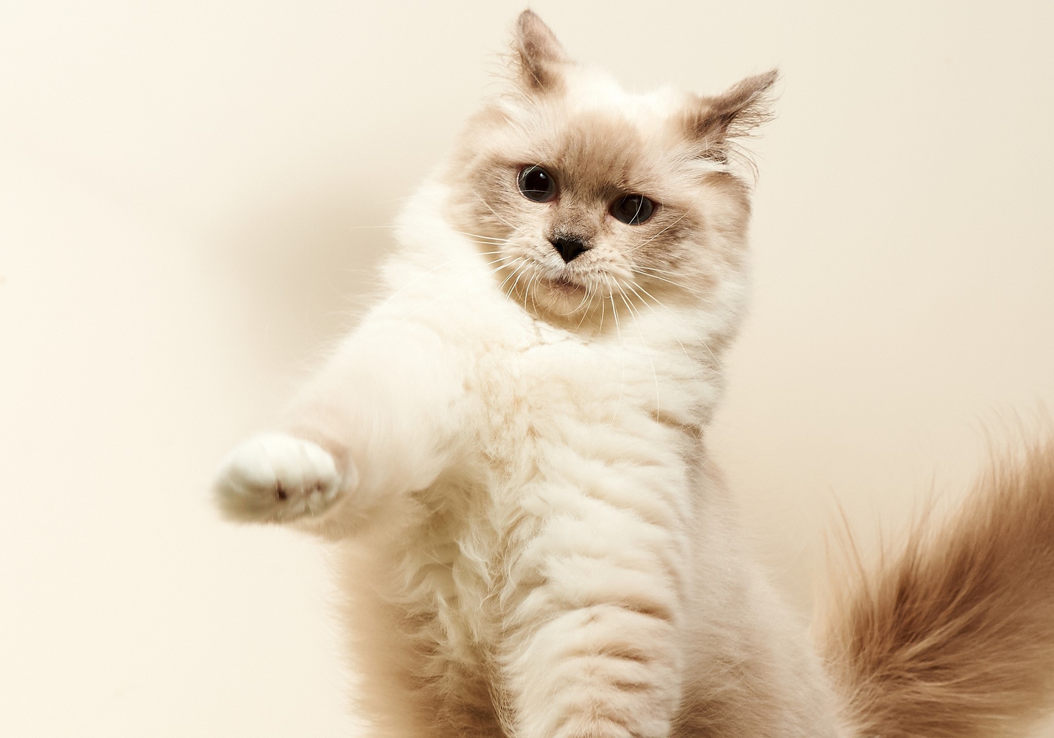 Desktop Hintergrundbilder Katze Flauschige Pfote Blick Tiere Katzen Hauskatze Flaumig flauschiger Starren ein Tier